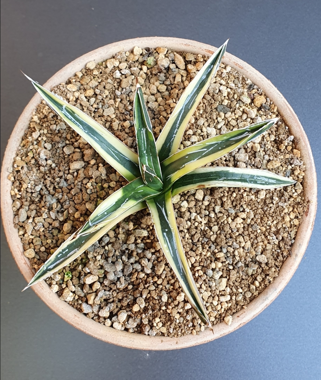 Agave victoriae-reginae 'Acrux' @ Holland (S. van Dort)