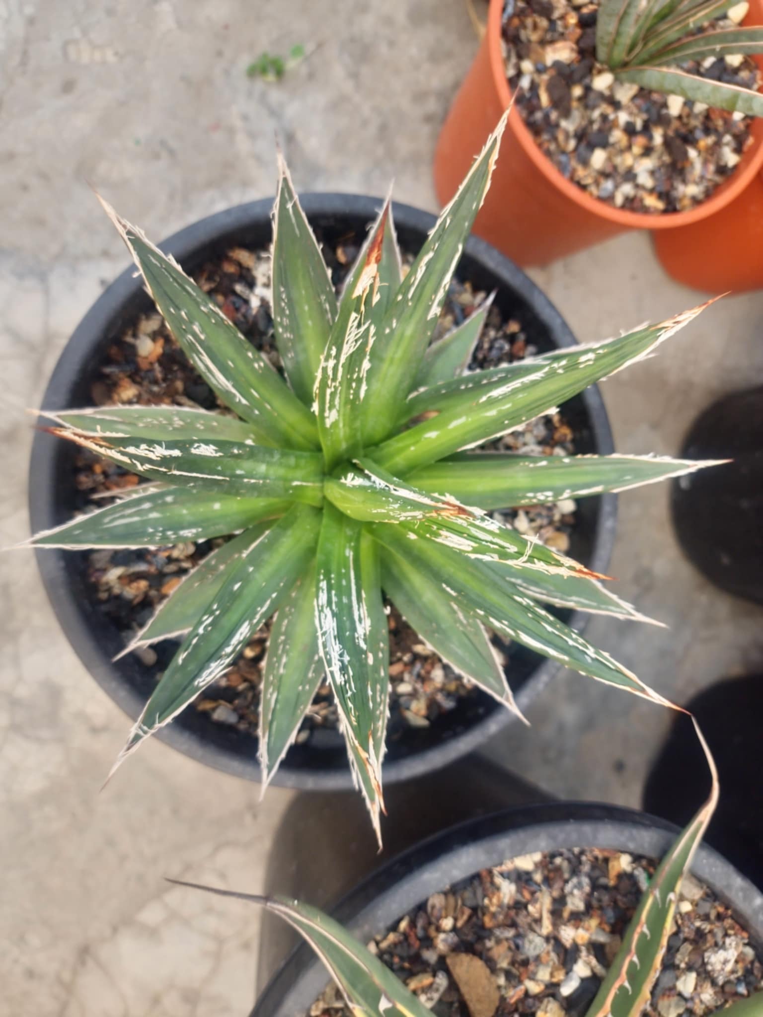 Agave victoriae-reginae 'Blackout' @ India (Harshdeep Singh)