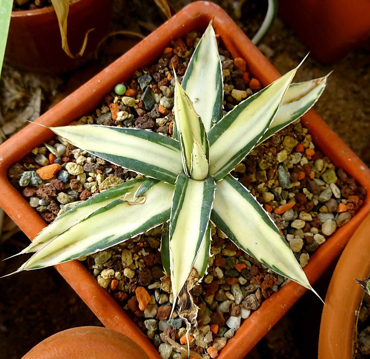 Agave victoriae-reginae 'Bright Star' (Osvaldo Sabato)