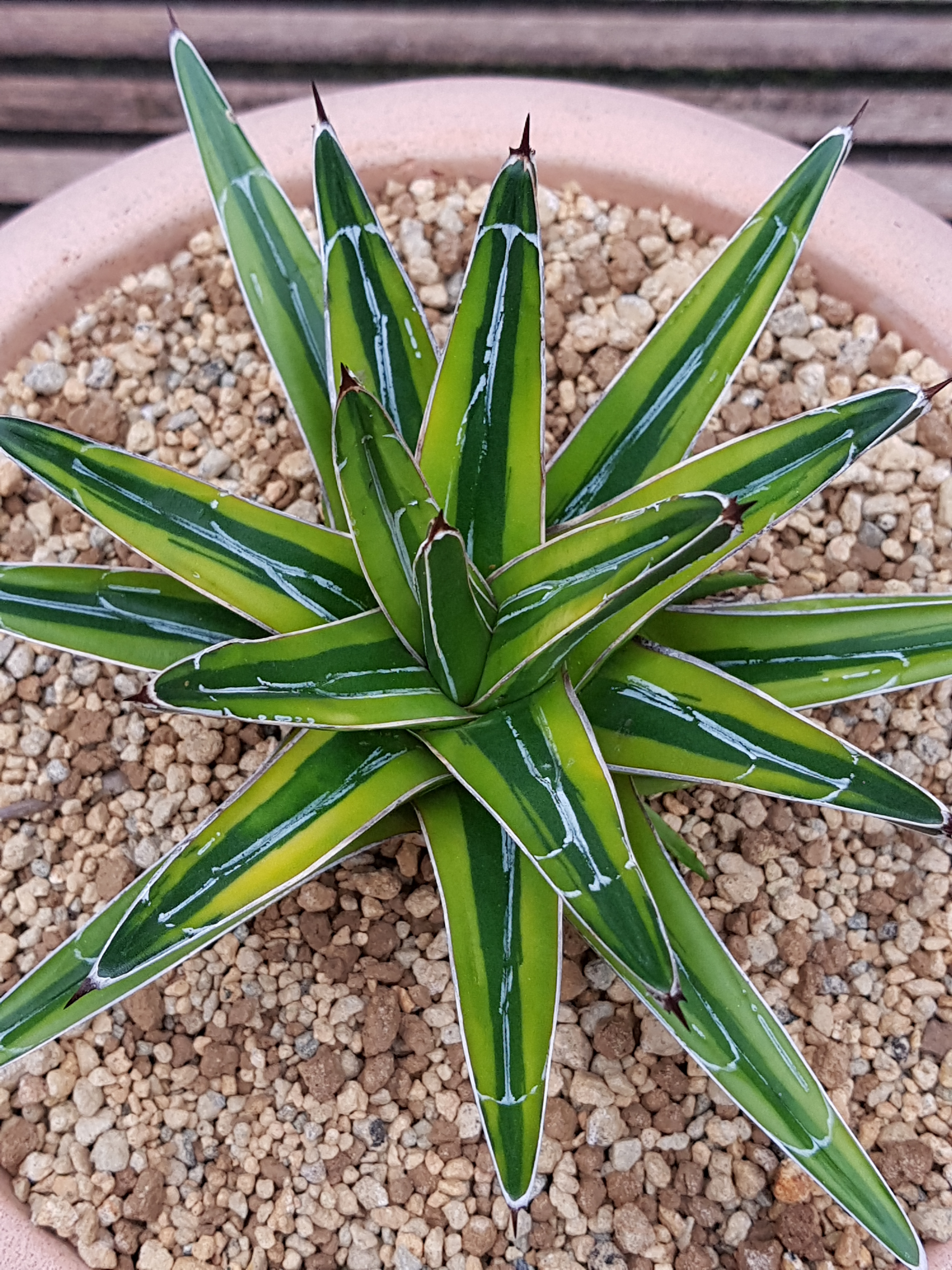 Agave victoriae-reginae 'Canopus' @ Holland (S. van Dort)