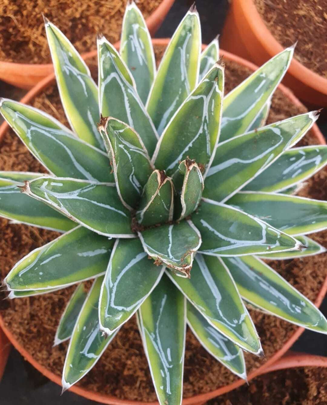 Agave victoriae-reginae 'Chameleon' (S. van Dort)