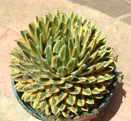 Agave victoriae-reginae 'Compacta Variegata' @ Italy (Angelo Porcelli)