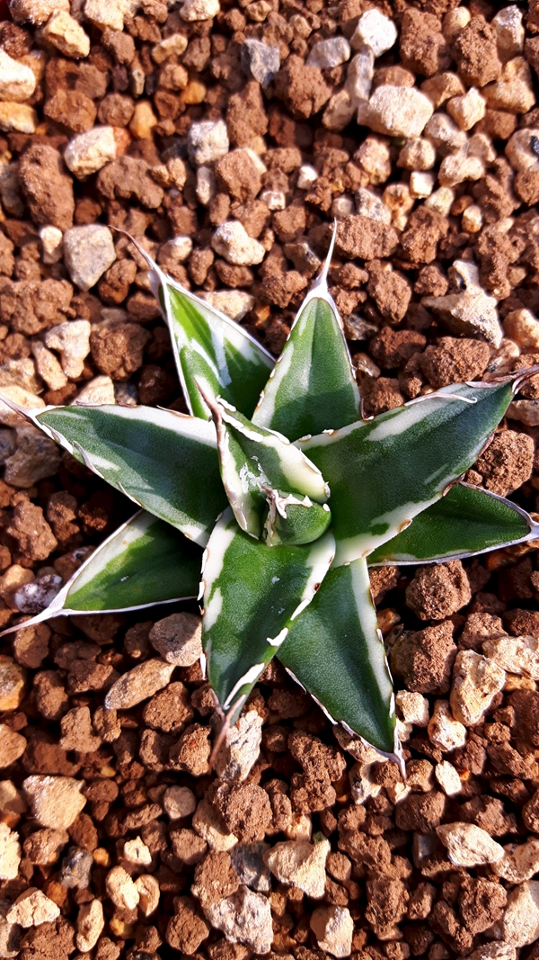 Agave victoriae-reginae 'Dazzle' @ Holland (S van Dort)