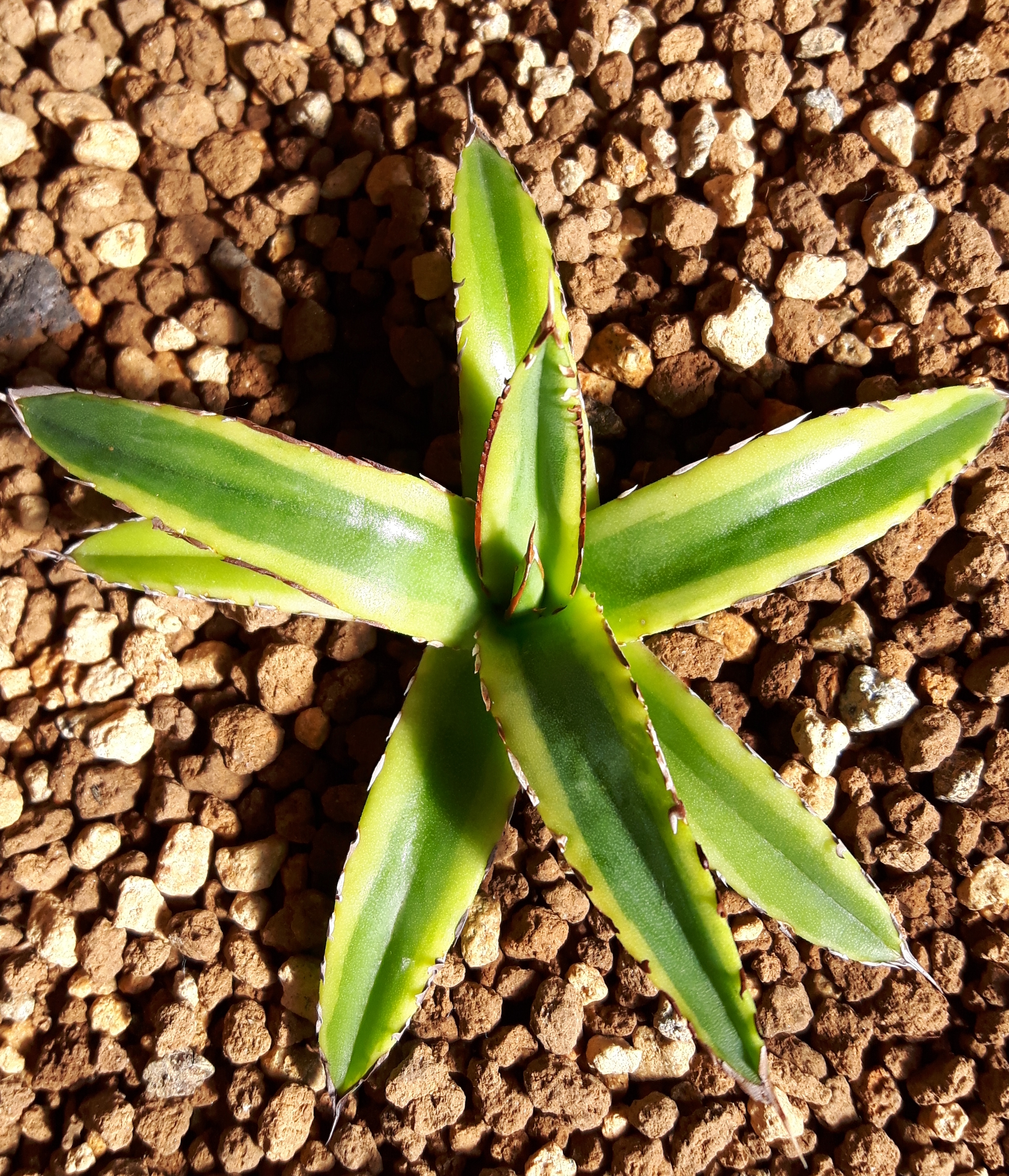 Agave victoriae-reginae 'Dragon Verde' @ Holland (S. van Dort)