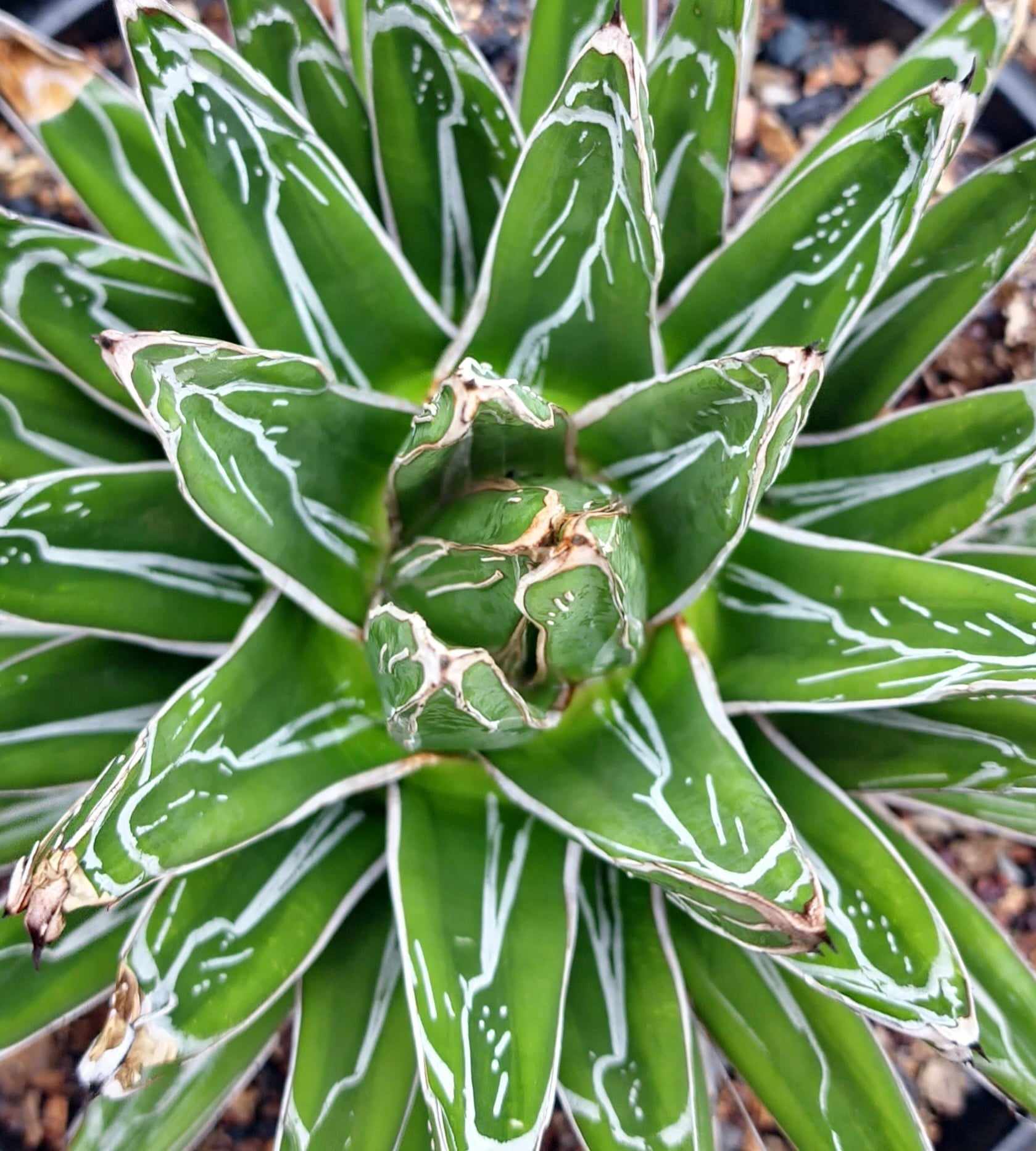 Agave victoriae-reginae 'Dusk' (Harshdeep Singh)