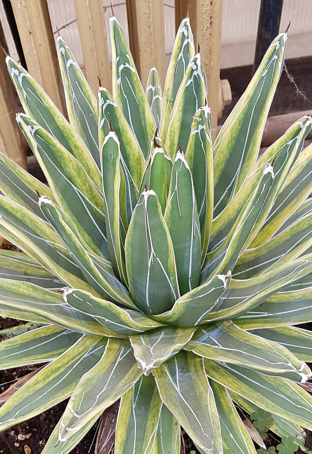 Agave victoriae reginae 'Francine' @ J van Roosbroeck, Belgium (S. van Dort) 