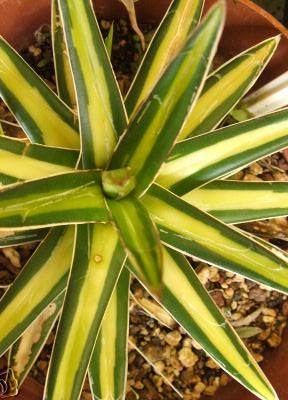 Agave victoriae-reginae Gold Center (Rick Nowakowski); whereabouts unknown after Rick's passing