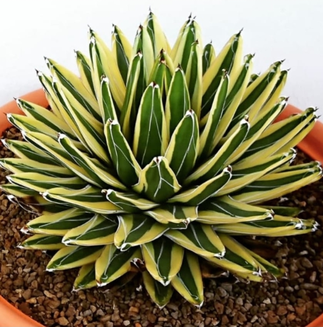 Agave victoriae reginae 'Golden Queen'  @ Sabato  Osvaldo Gdn, Italy (S. van Dort)