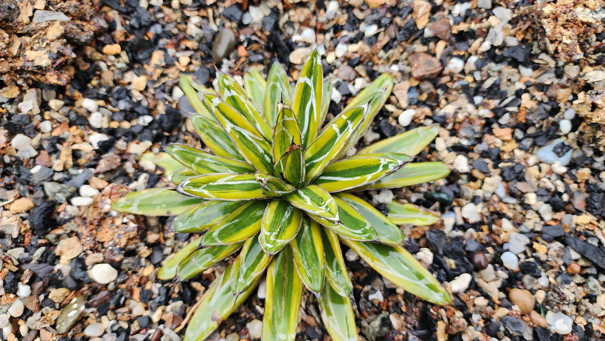 Agave victoriae-reginae  'Hikari no Hime' @ Singh garden - a streaked centered form of Agave 'Vega' (Harshdeep Singh)