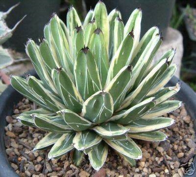 Agave victoriae-reginae 'Hime Sasanoyuki Shirofukurin' (Miao Chuan Shih)