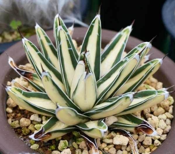 Agave victoriae-reginae 'Big Daddy' @ Holland (S. van Dort)