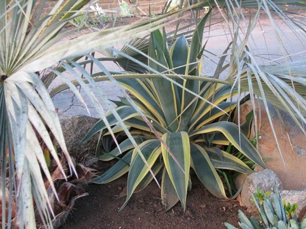 Agave weberi yellow edge @ California (SDSteve)