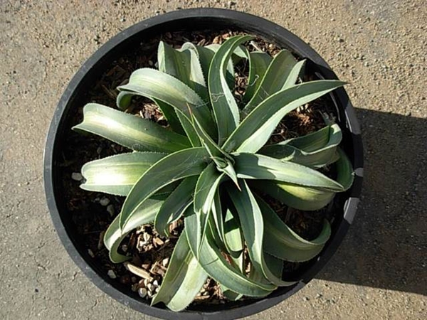 Agave weberi yellow edged monstrose form @ California (Allen Repashy)