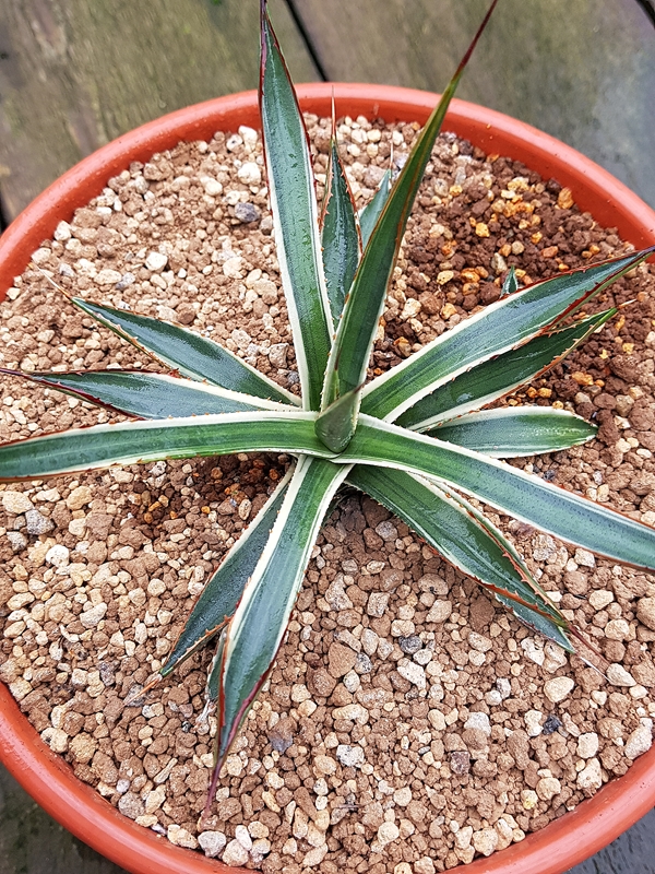 Agave x arizonica 'Dutch Discovery' @ Holland (S. van Dort)