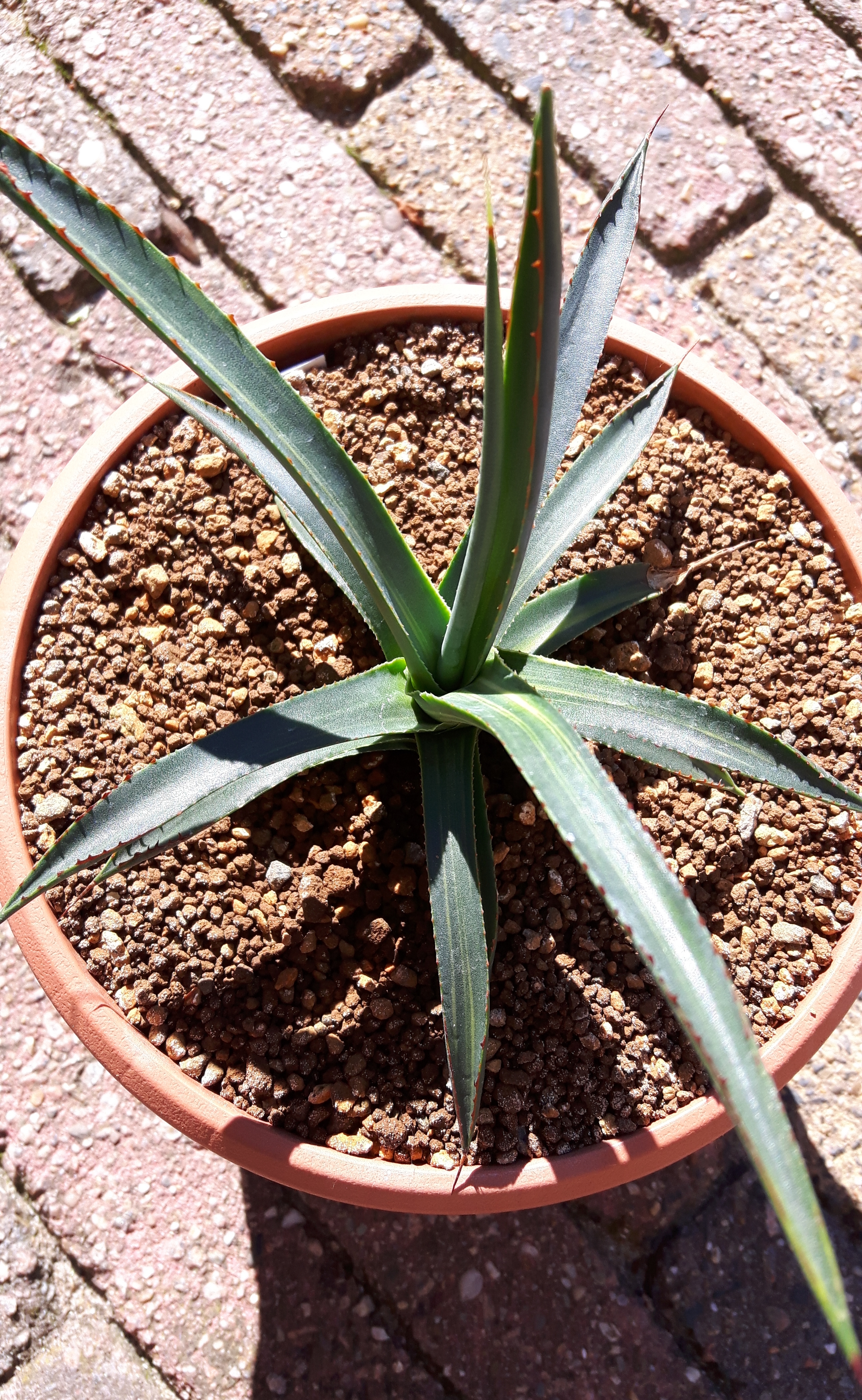 Agave x arizonica 'Pirate' @ Holland (S. van Dort)