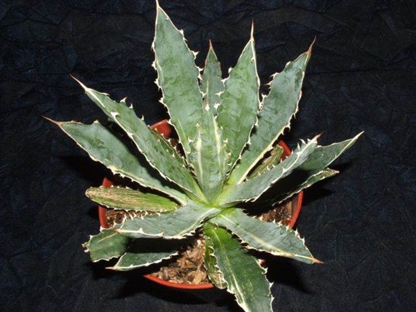Agave 'Magnum' (Rick Nowakowski) - Agave xylonacantha X lophantha, selected by Rick Nowakowski; whereabouts unknown after Rick's passing