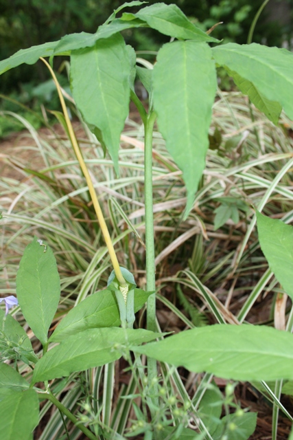 Arisaema dracontium North Carolina form