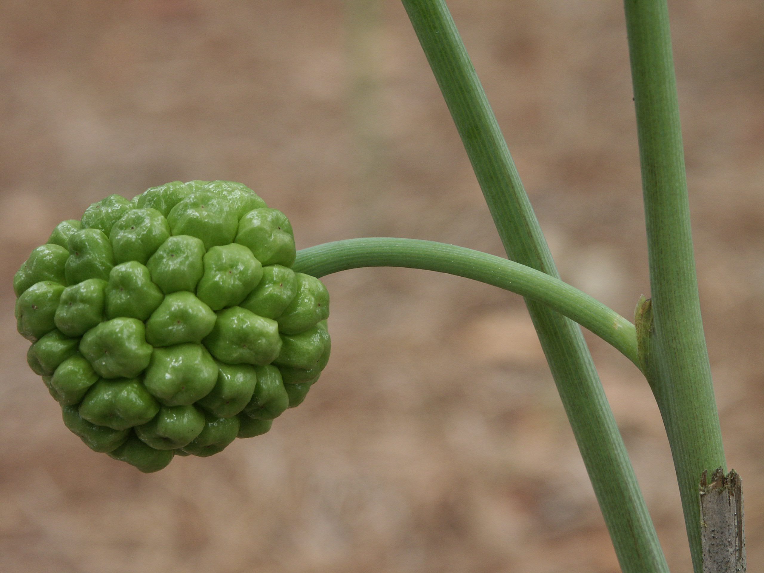 Arisaema flavum seed head (P Schmidt)