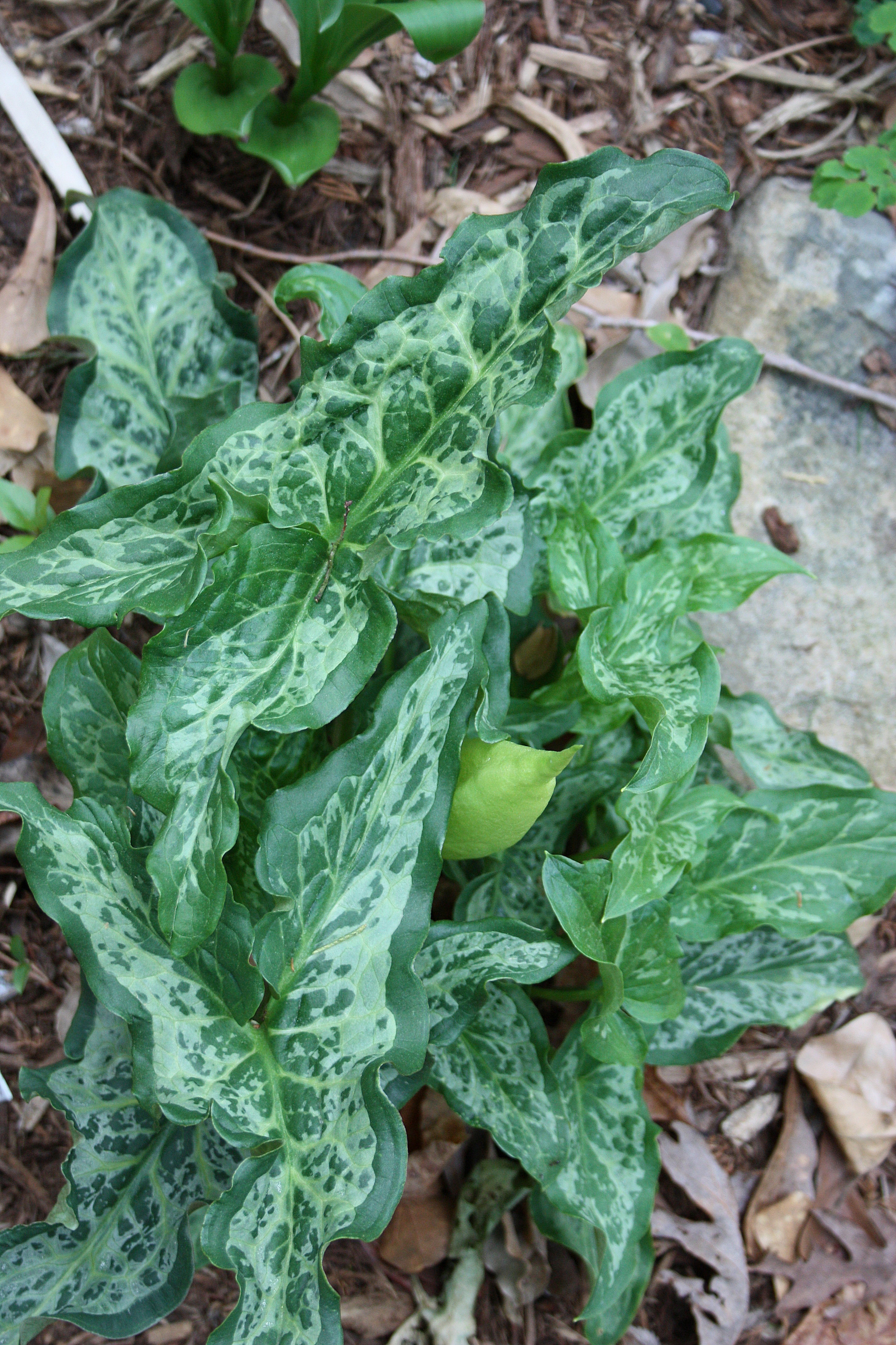 Arum italicum 'X-Rays' aka: PDN126  @ JLBG - a Plant Delights/JLBG  selection