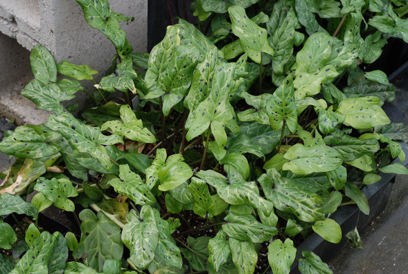 Arum italicum 'Warburg'
@ Seneca Hill Nursery (E. Hornig)

