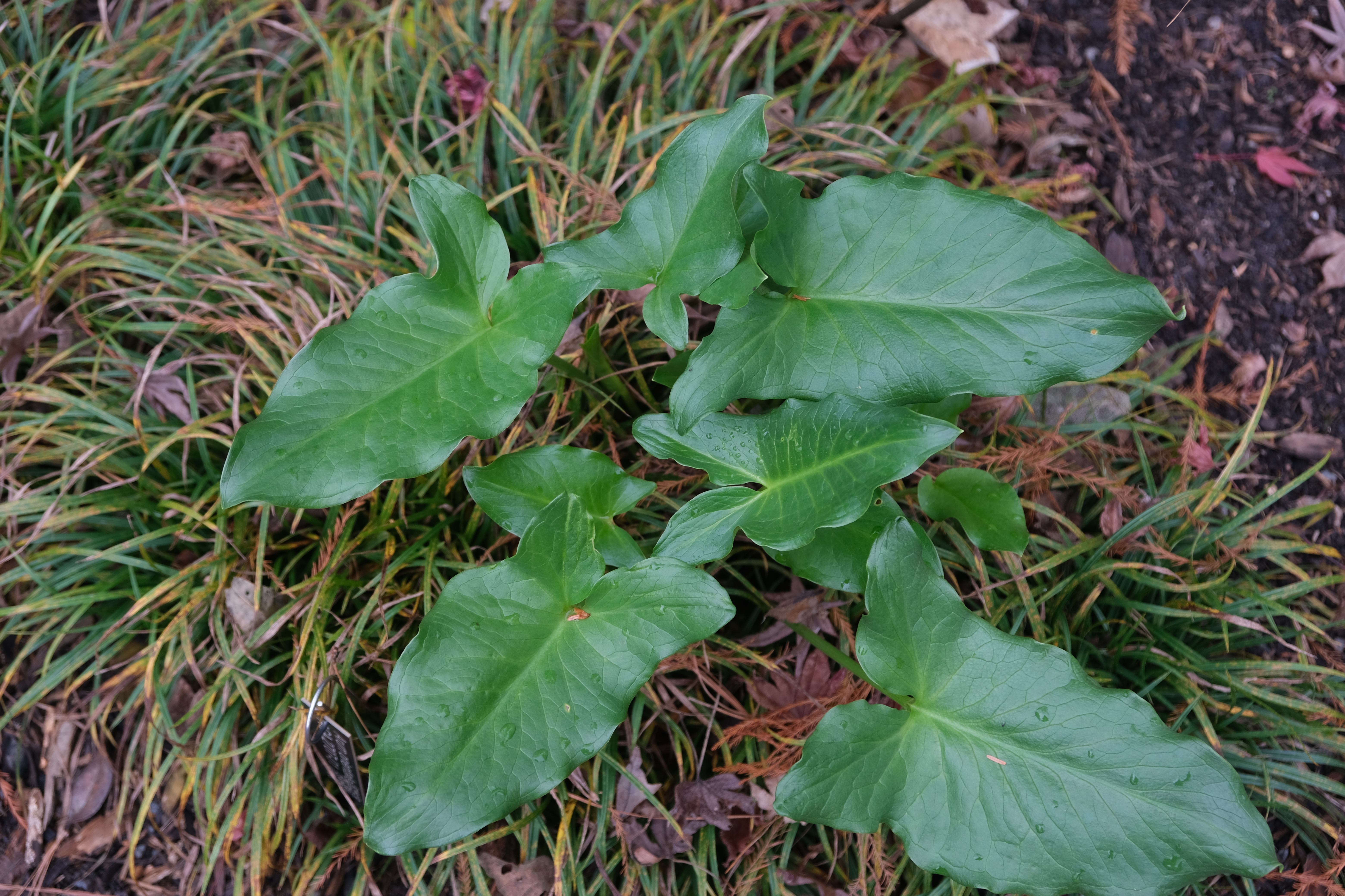 Arum orientale AGA 2707-01 foliage