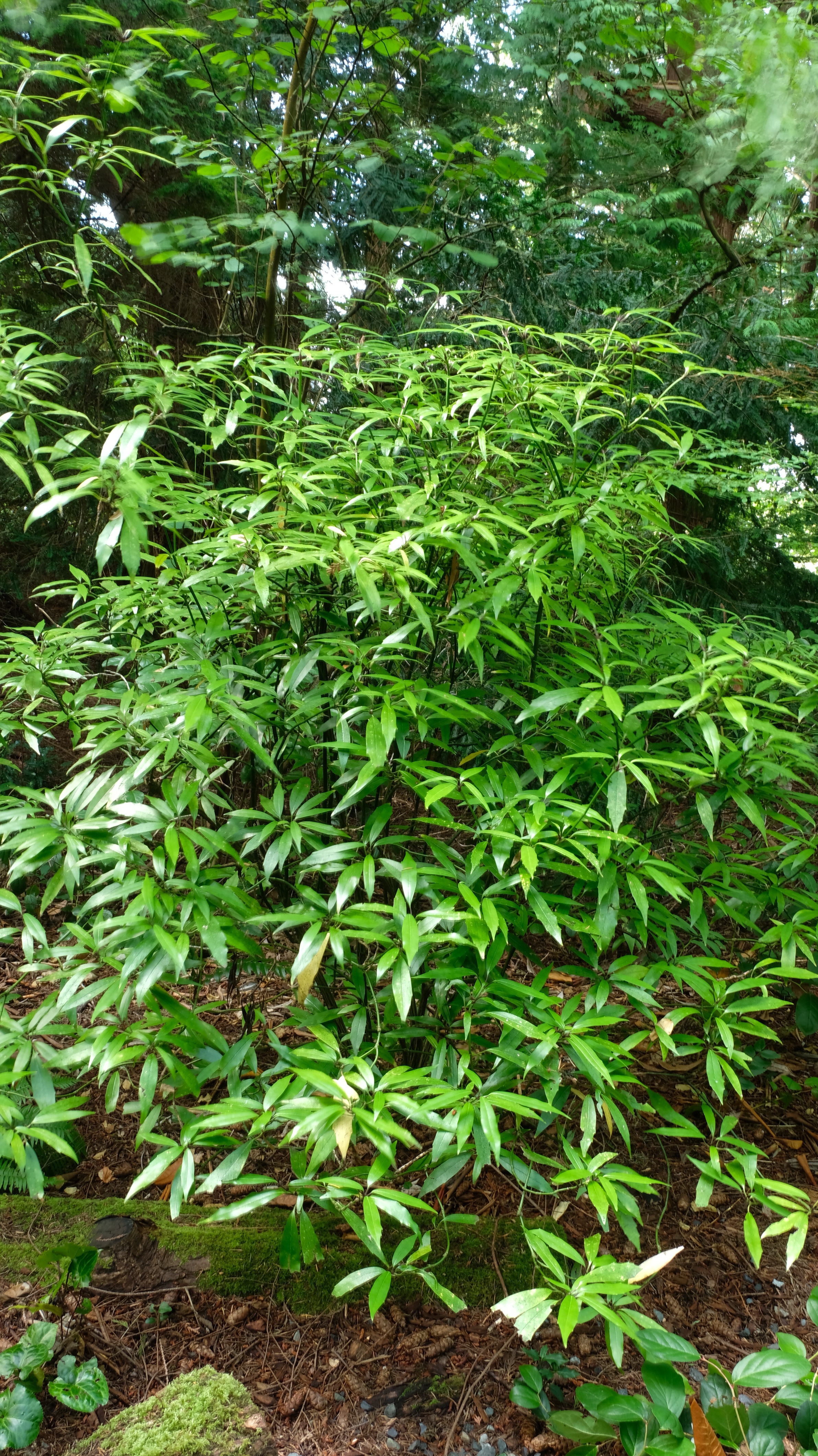 Aucuba himalaica @ Elizabeth Miller Gdn, WA