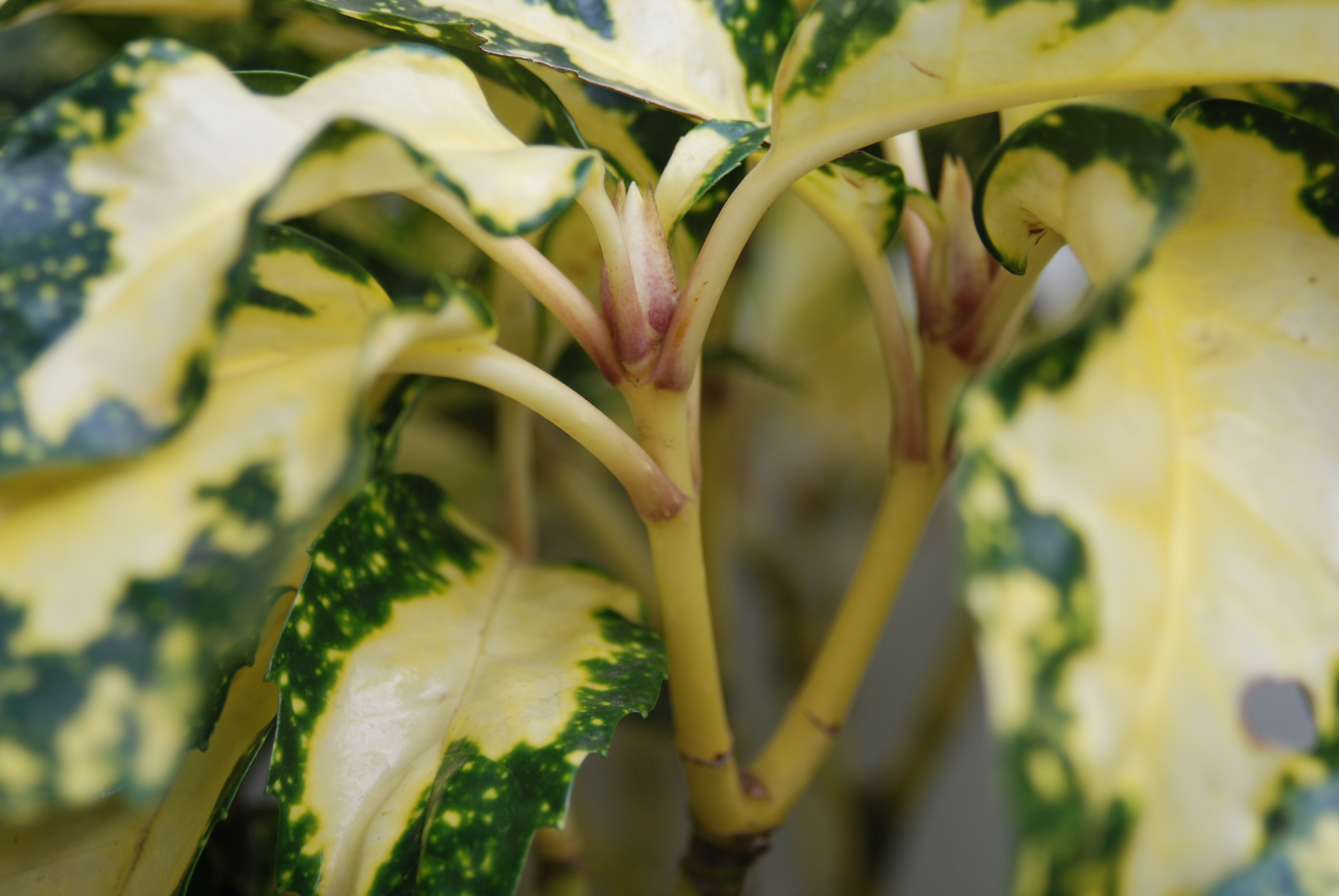 Aucuba japonica 'Mangetsu Supreme' @ Nurseries Caroliniana; imported from Japan