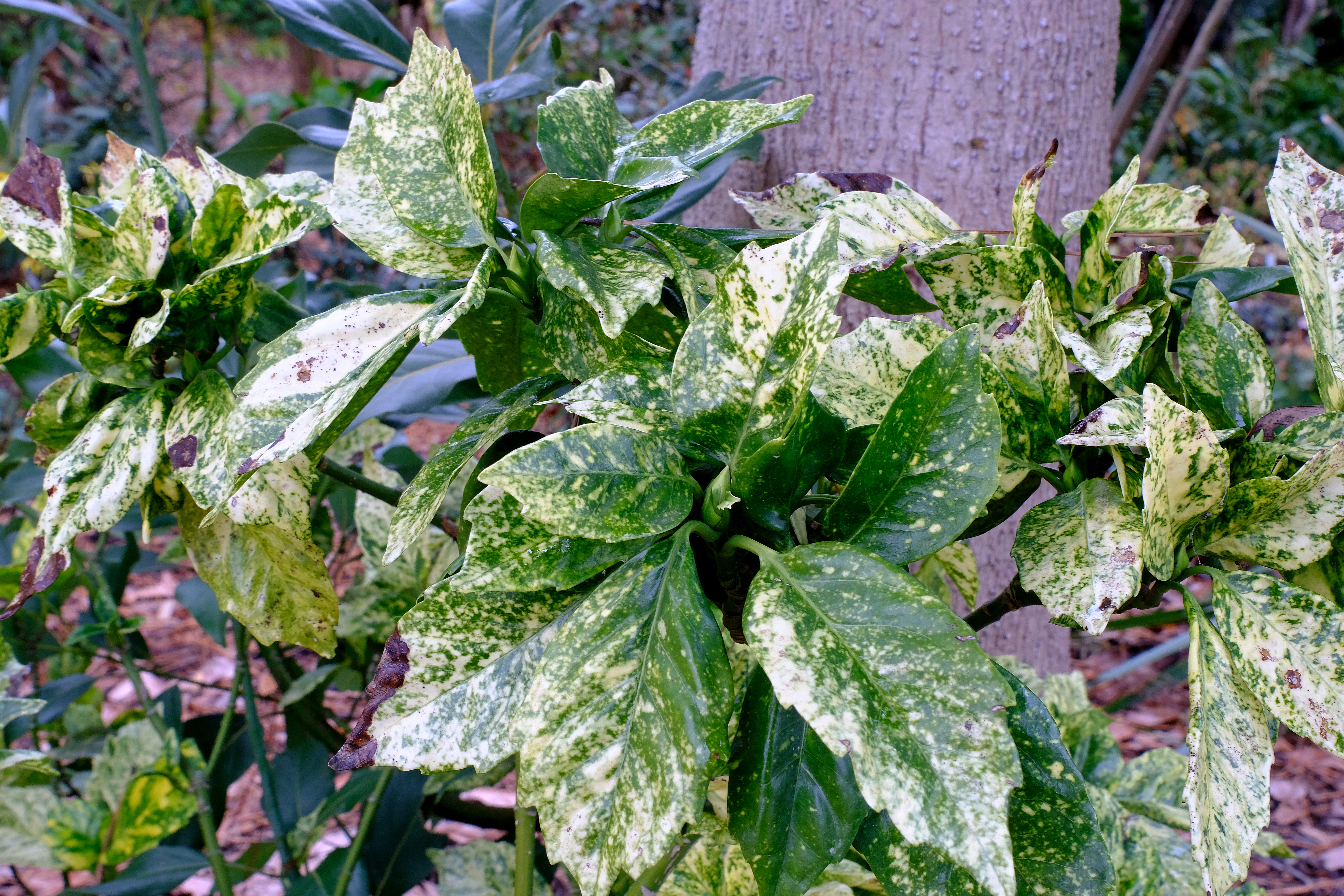 Aucuba japonica 'Galaxy' @ JLBG (female)