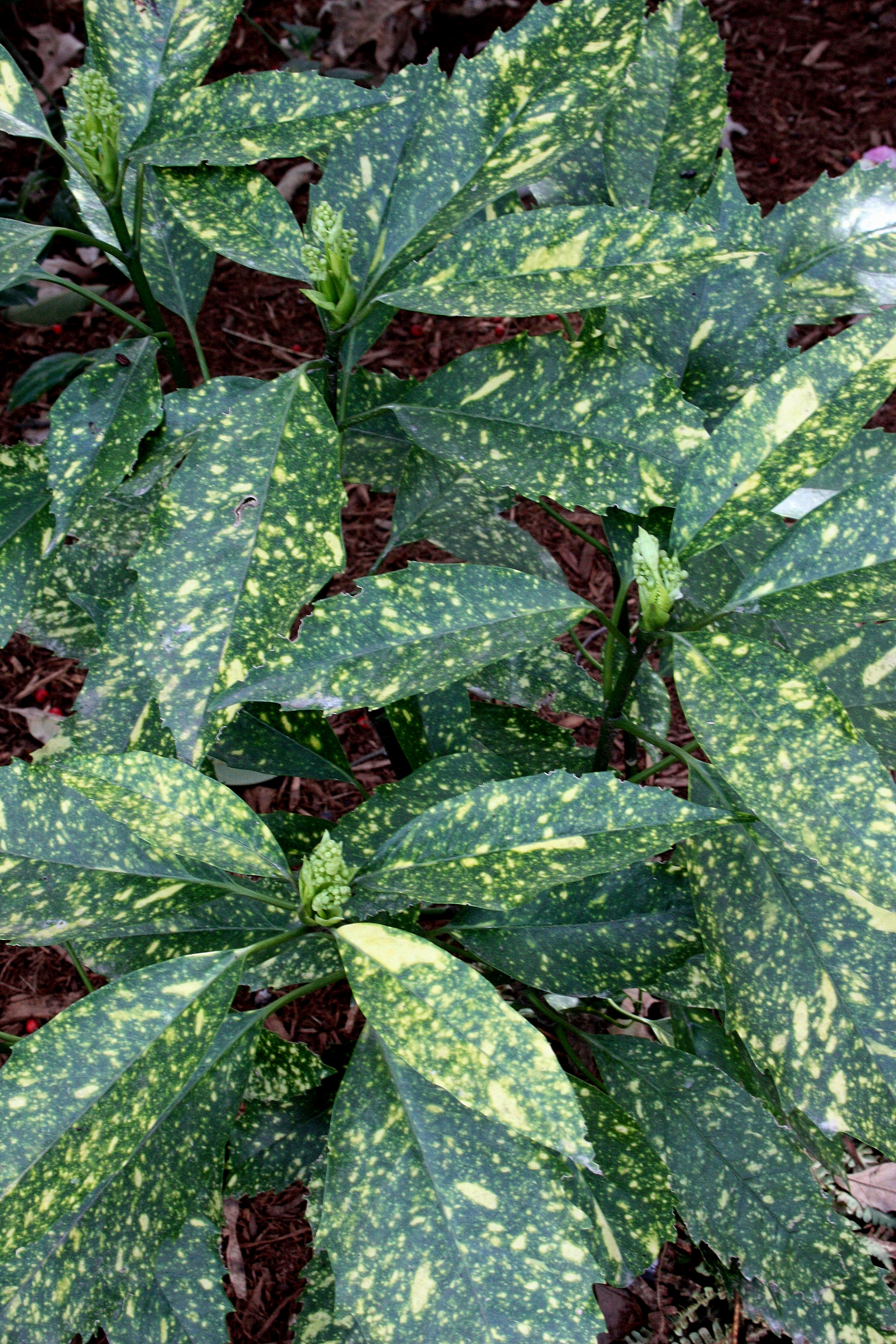 Aucuba japonica 'Golden King' @ JLBG (male)