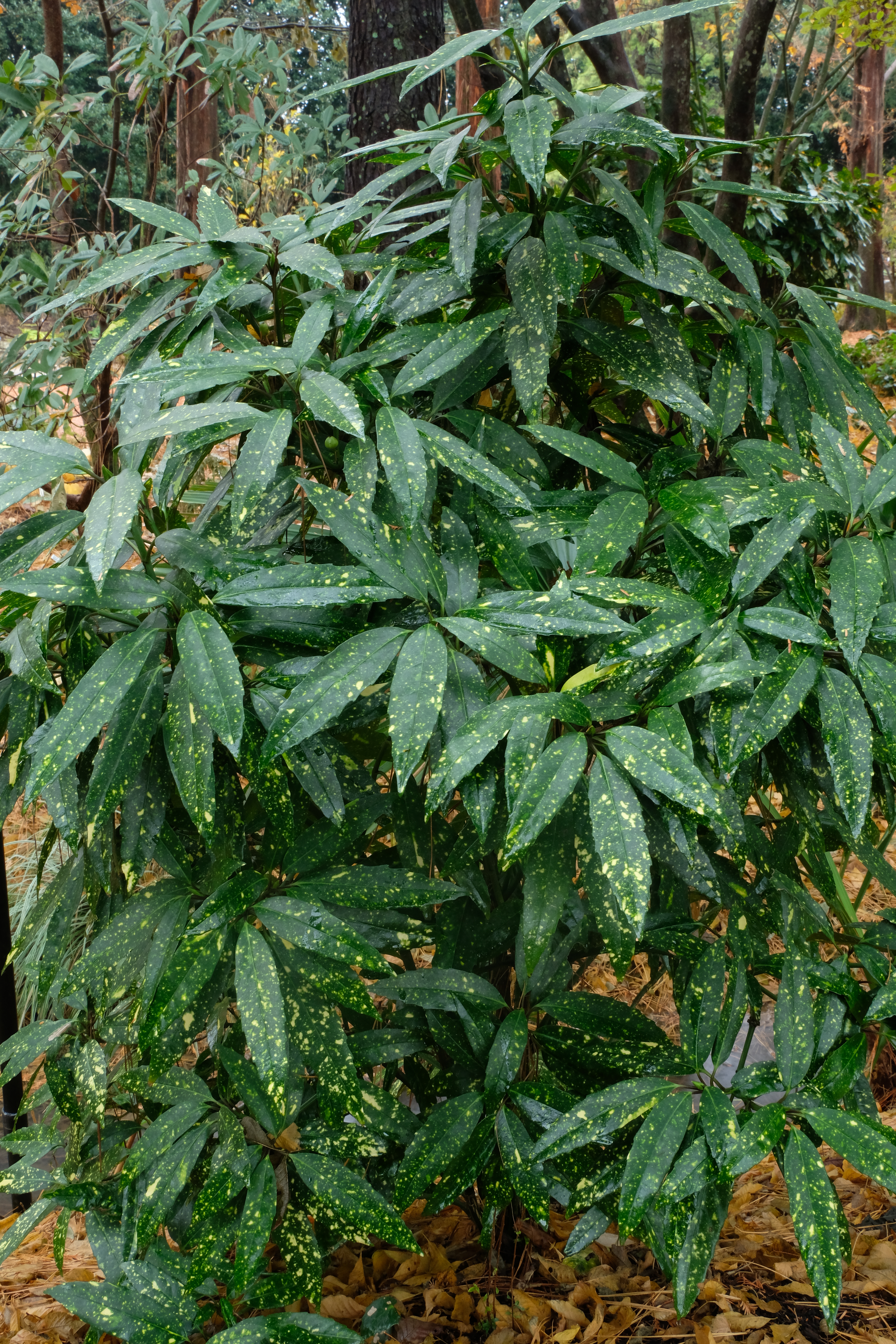 Aucuba japonica Hawksridge 1 (cf. 'Hosoba Hoshifu') from Dirr  @ O. Johnson Gdn
