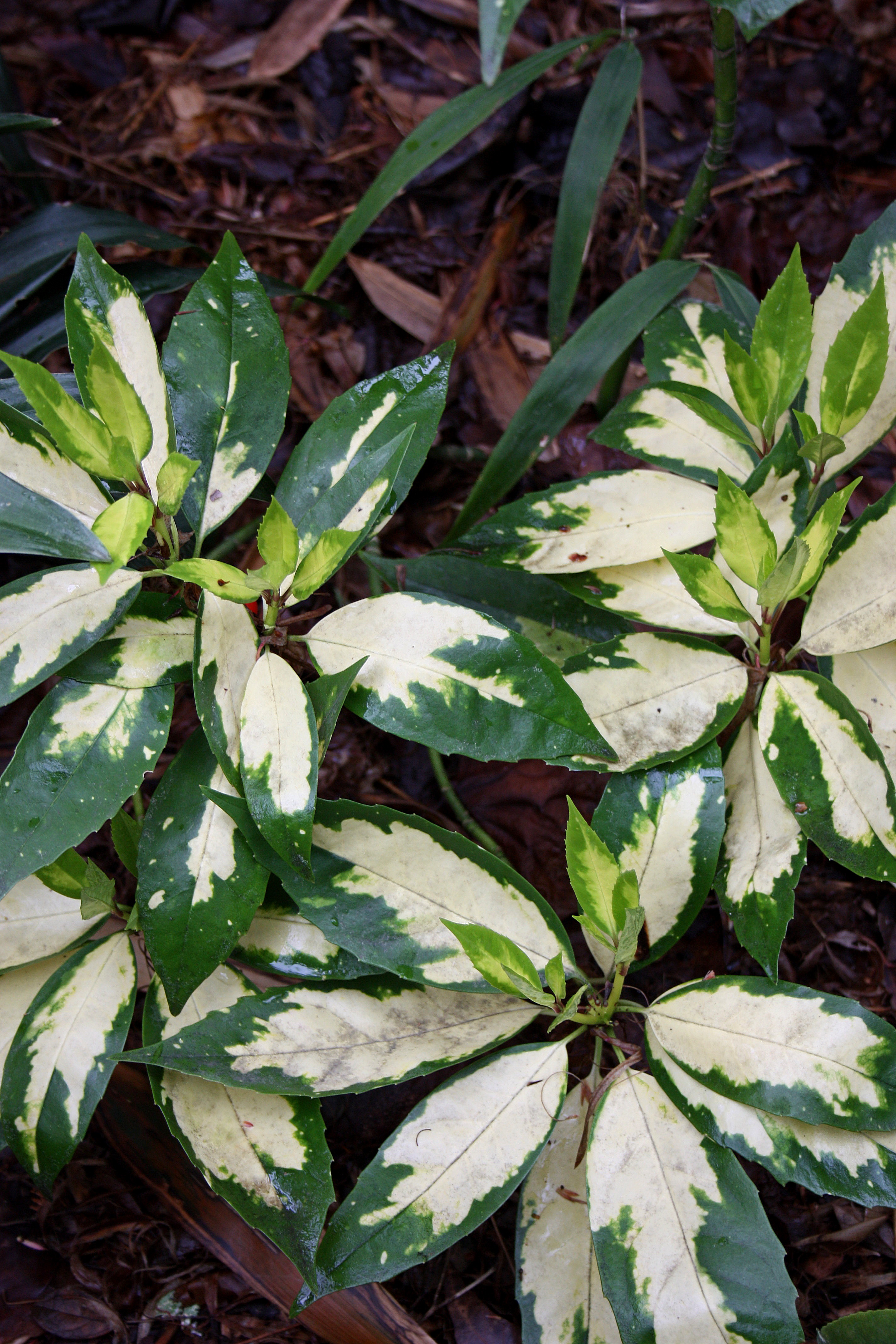 Aucuba japonica 'Meigetsu' @ O. Johnson Gdn, GA (female)