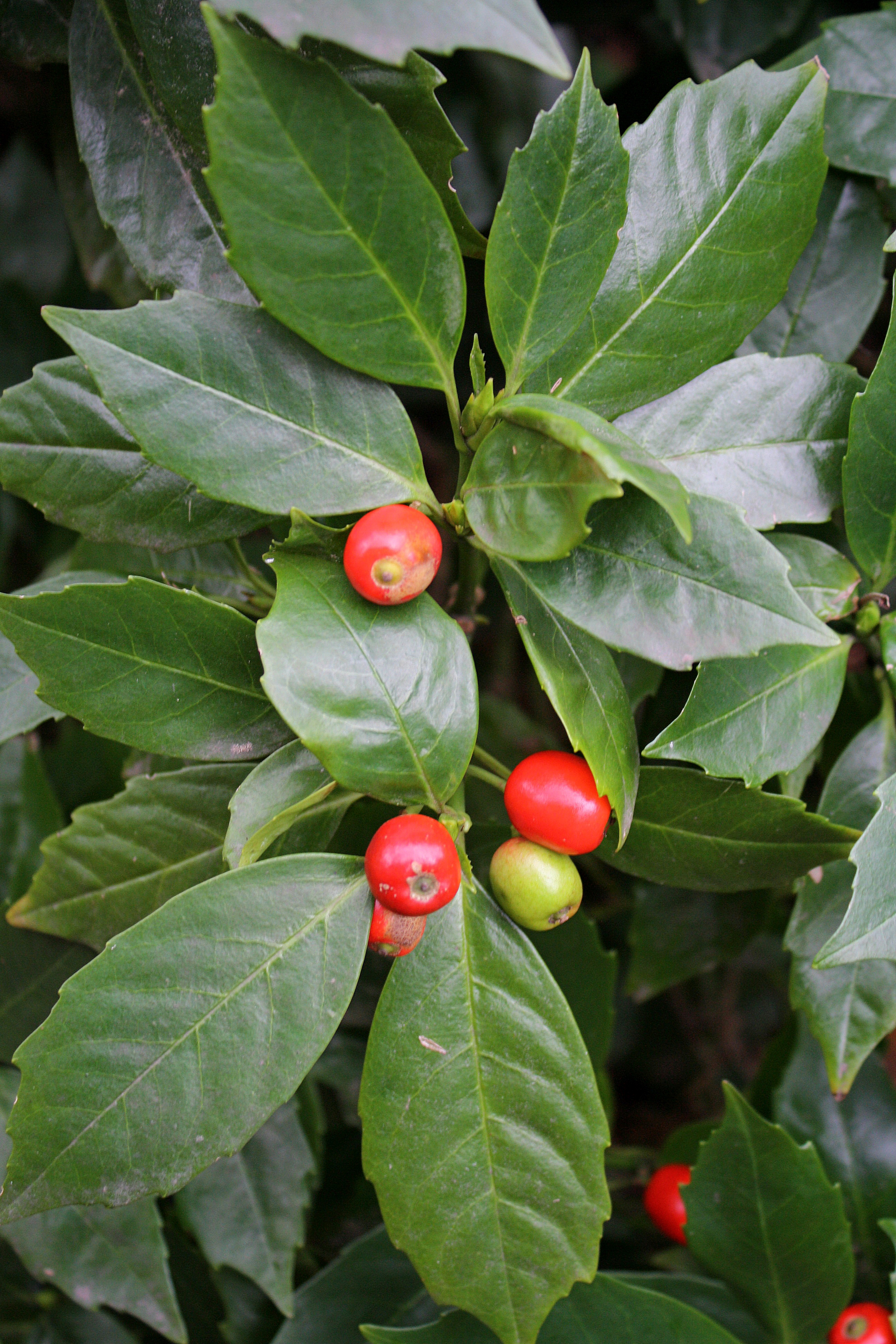 Aucuba japonica 'Rozannie' in fruit closeup @ JLBG (female)