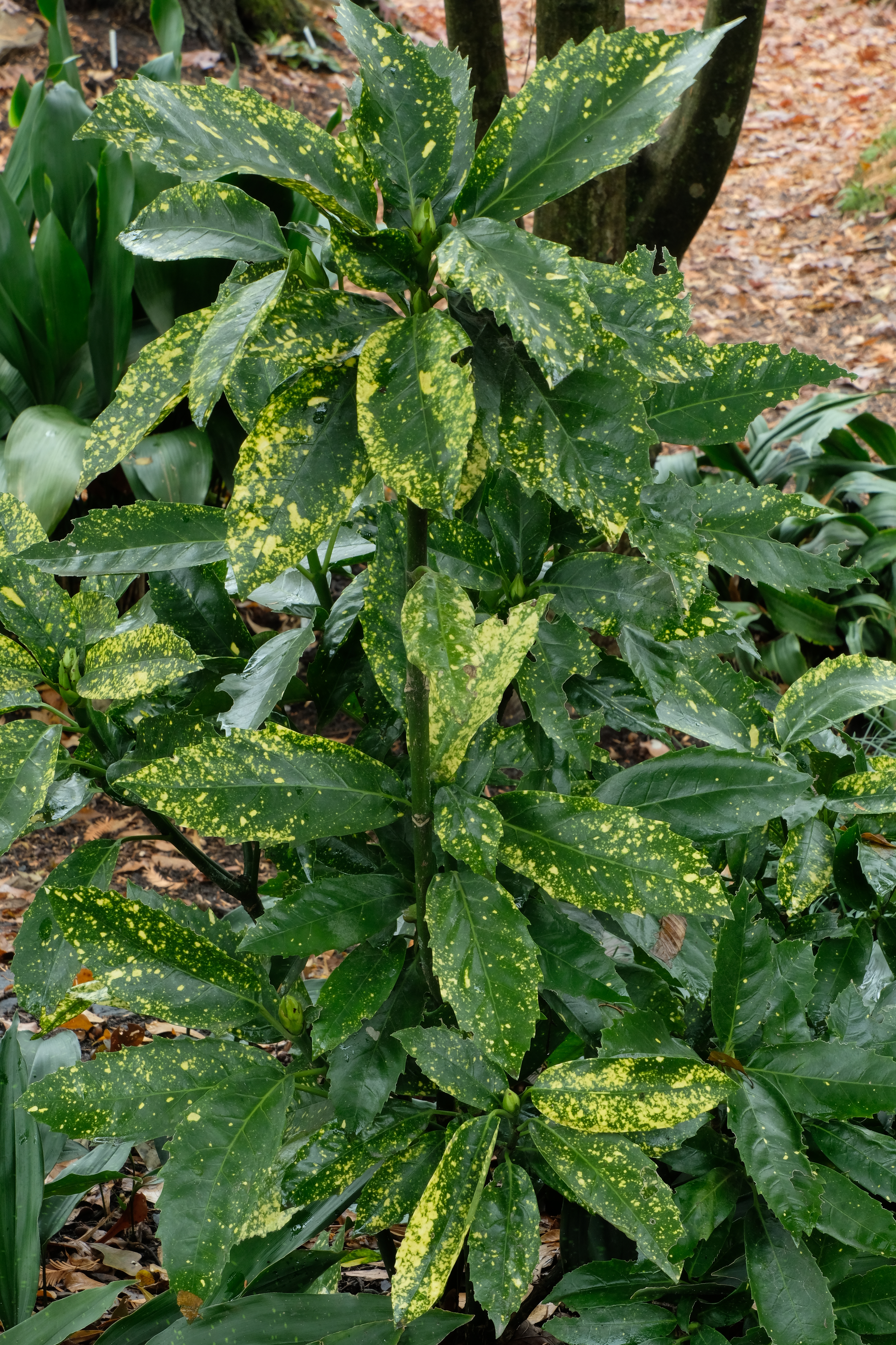Aucuba japonica 'Torafu' @ JLBG

