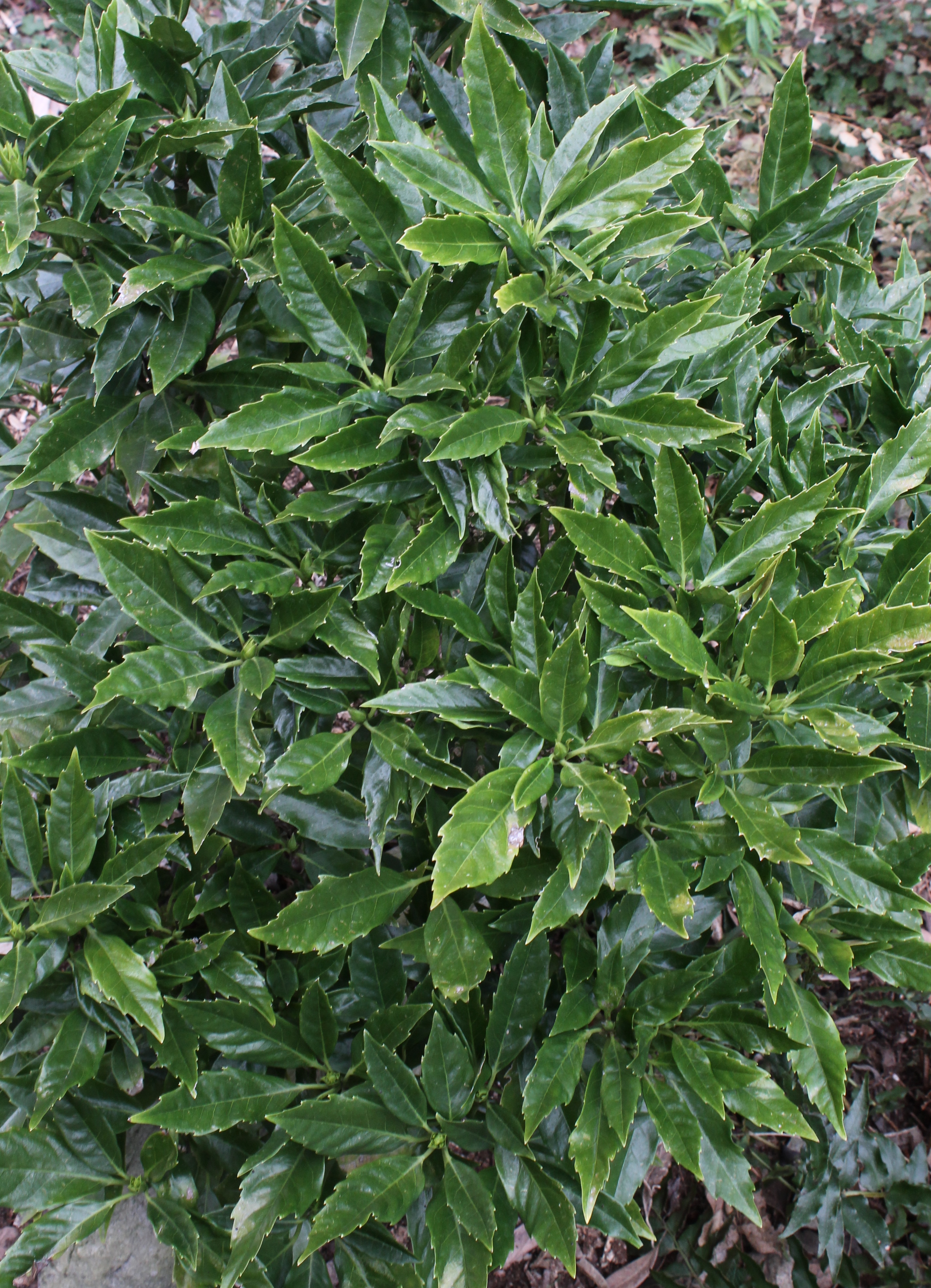 Aucuba japonica 'Longifolia' @ JLBG (female)
