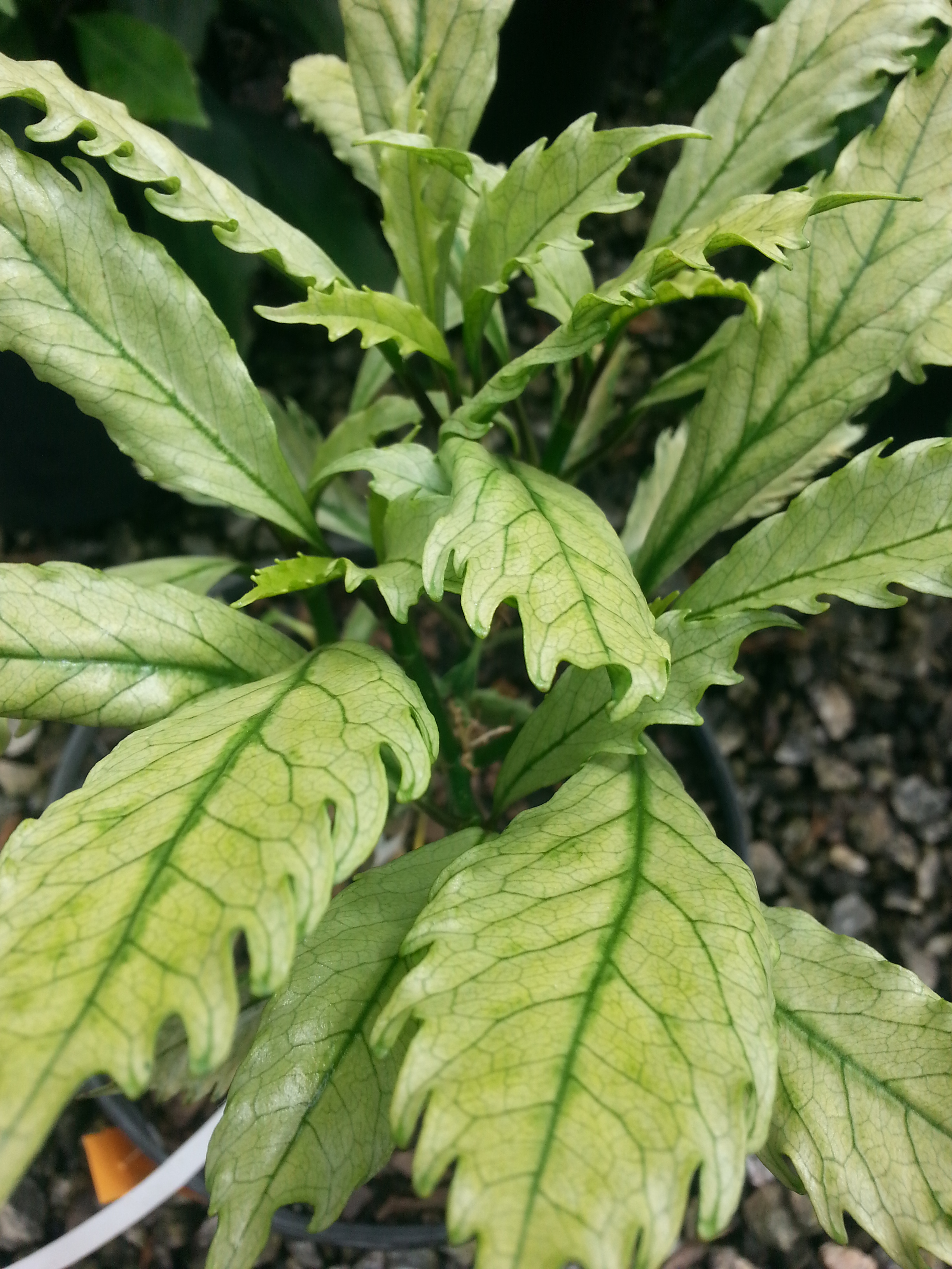 Aucuba sp. 'Ogisu Select' @ Secret underground bunker with Dick Cheney; spring foliage -  discovered in the wild by Mikinori Ogisu; only 1 plant in the US