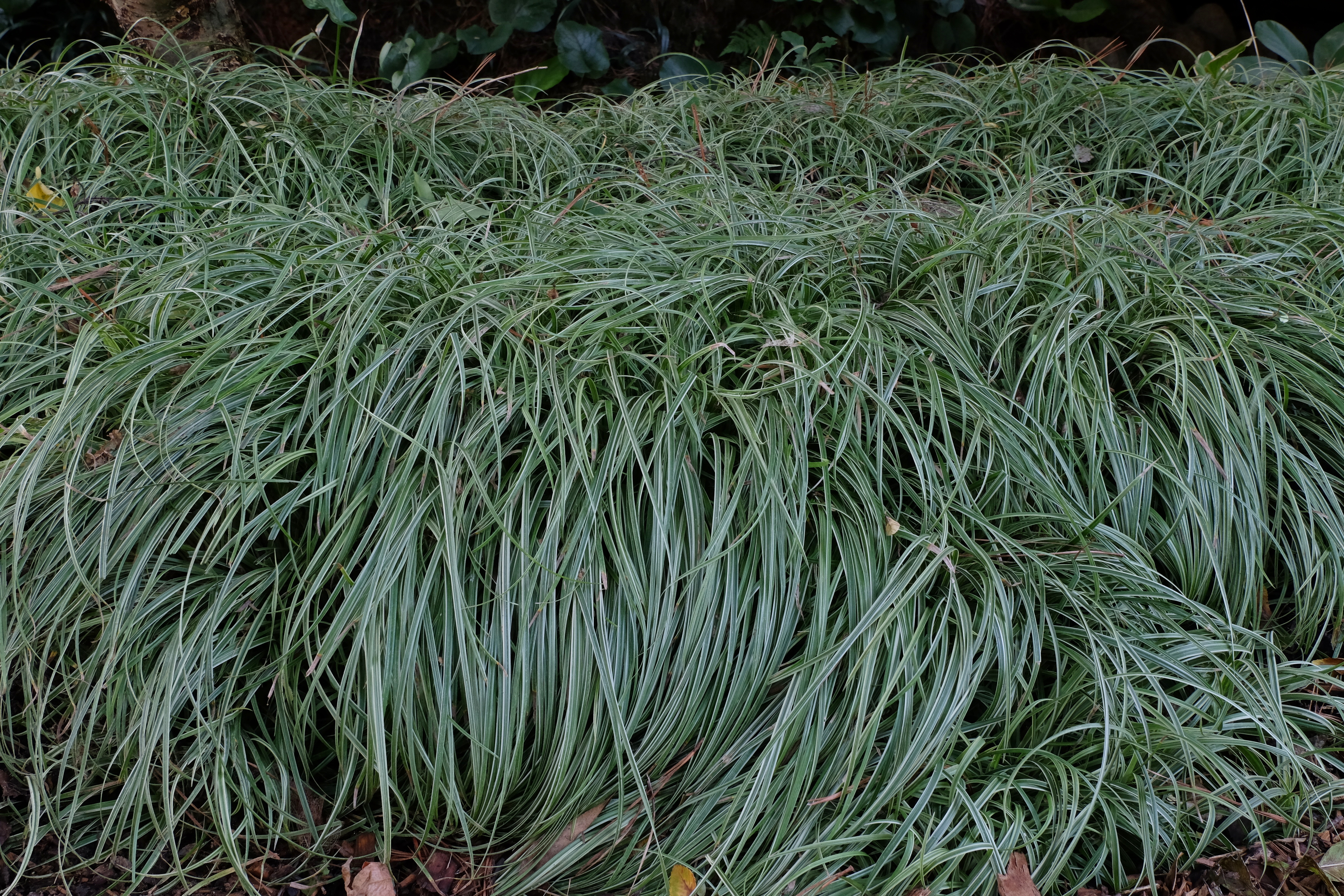 Carex 'Silver Sceptre'