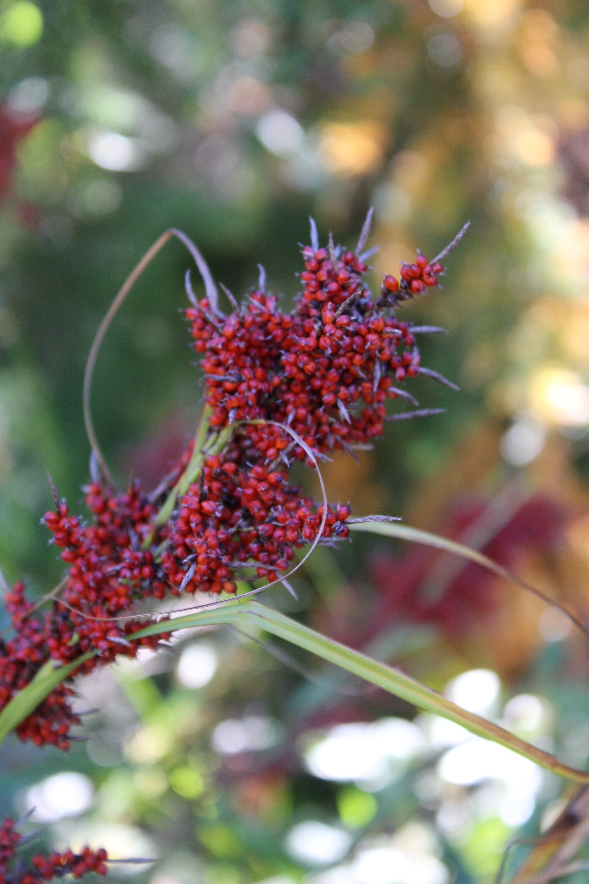 Carex baccans at UC Berkeley Botanical Garden  (Zac Hill)