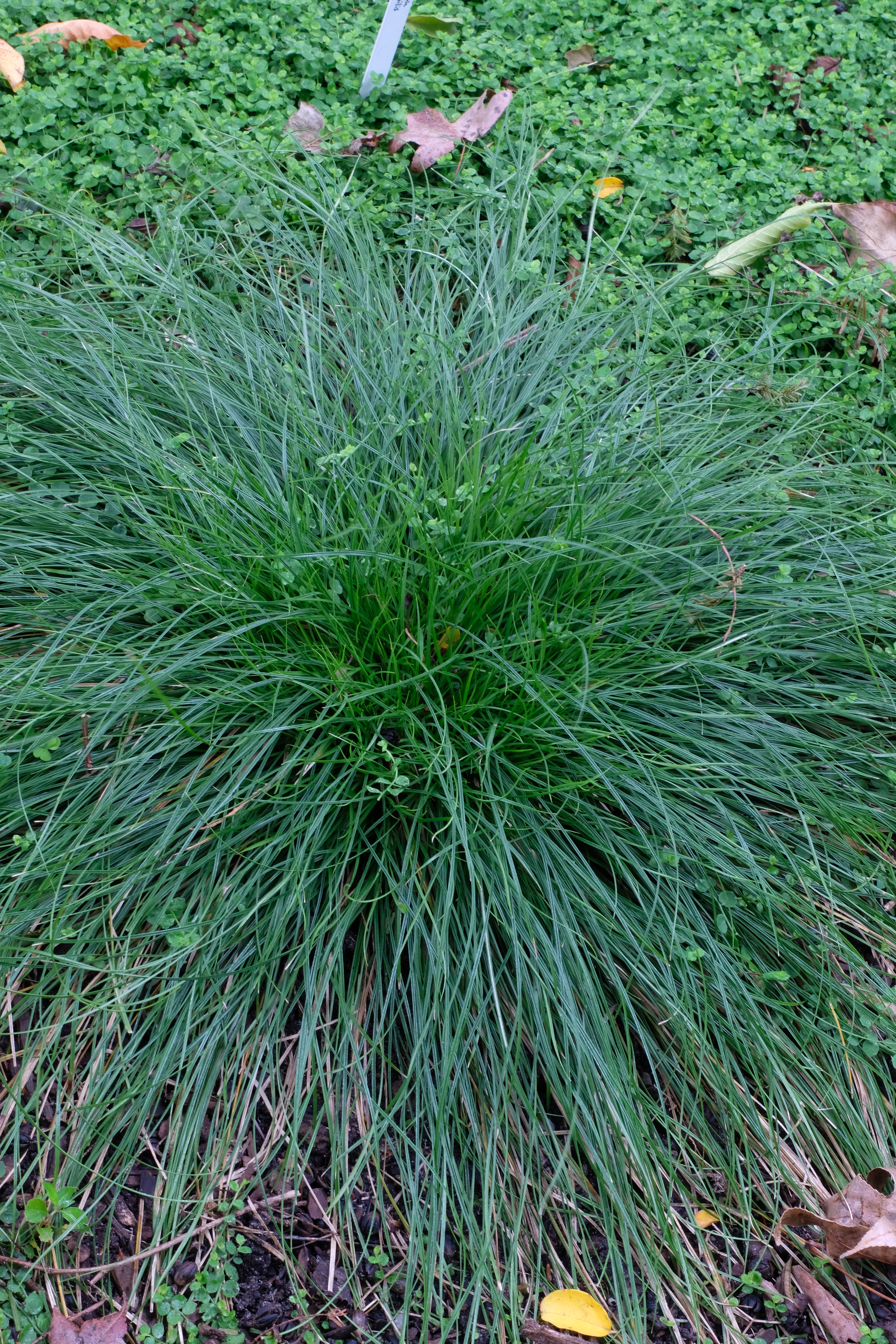 Carex bromoides ssp. bromoides @ PDN/JLBG