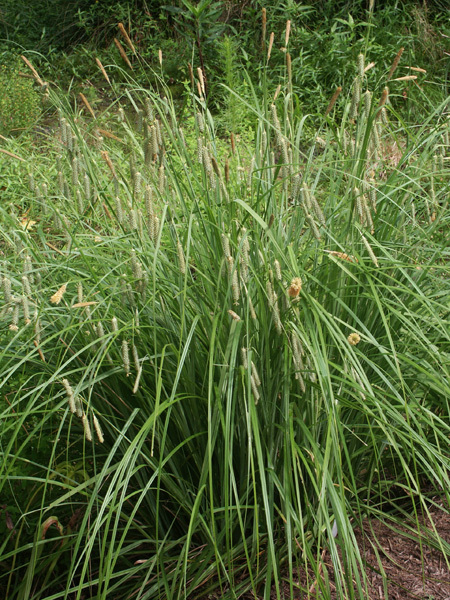 Carex glaucescens in flower (P Schmidt)