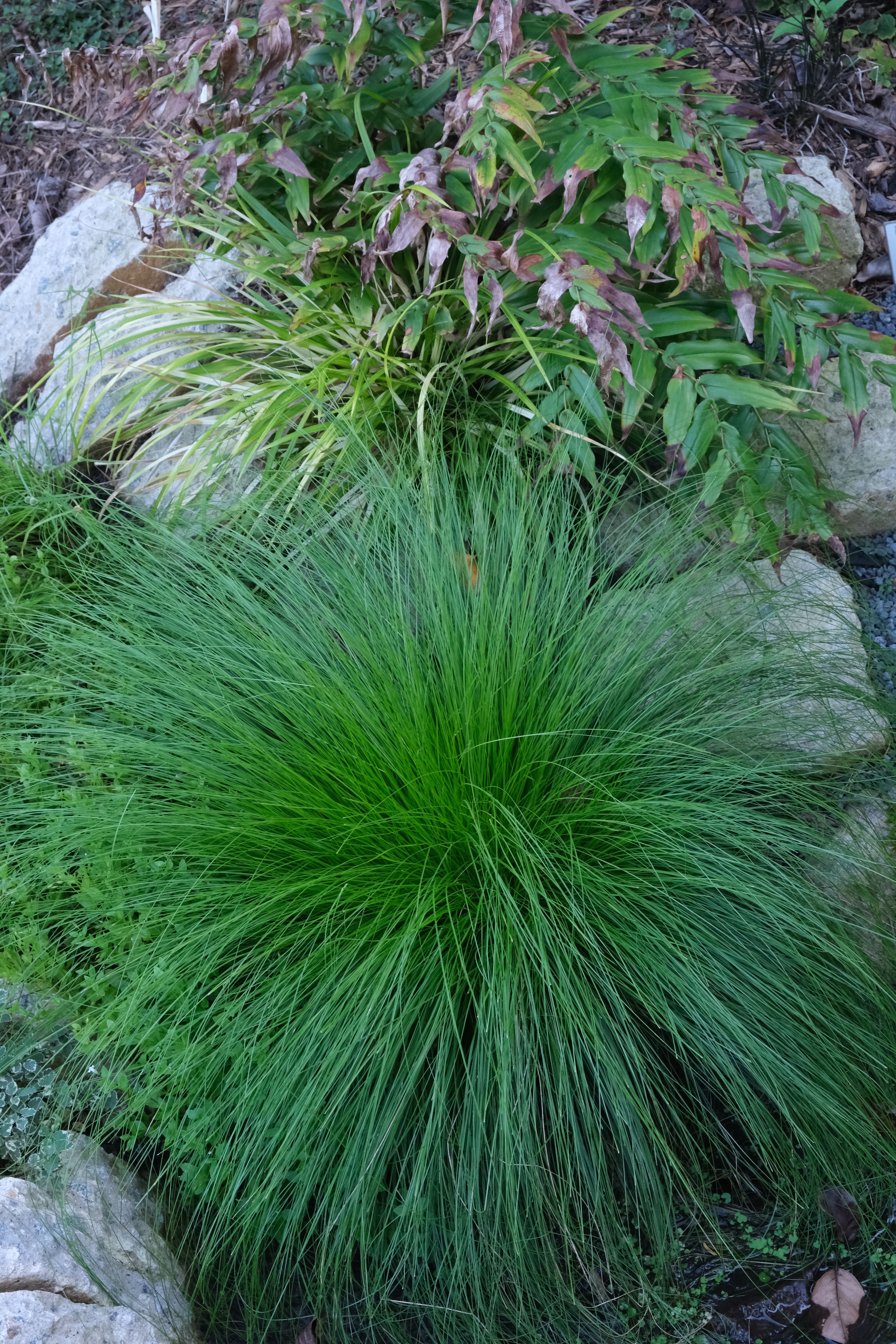 Carex howei 'Willow the Wisp' @JLBG
