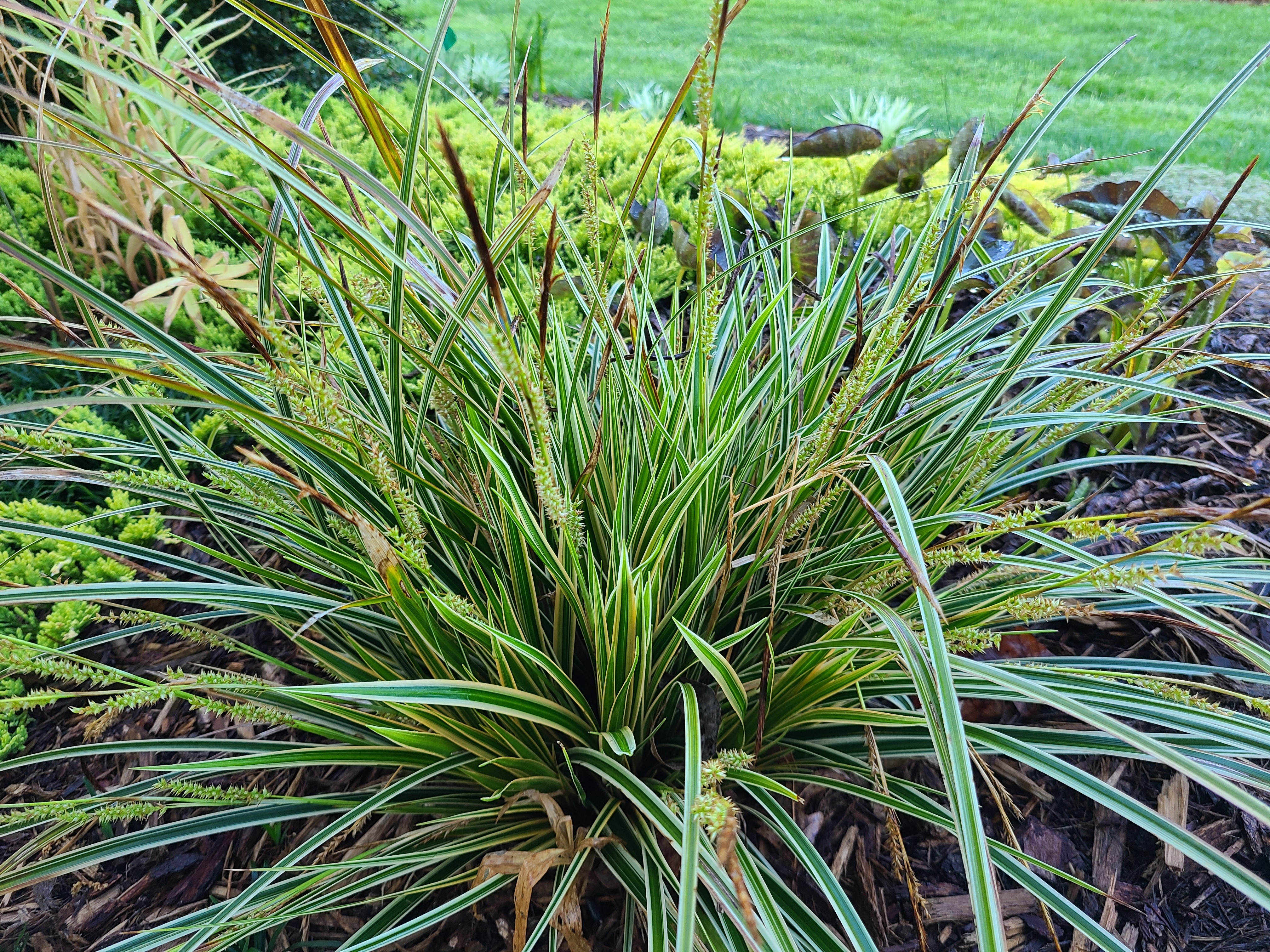 Carex morrowii 'Everglow' PP 30,466 in flower @JLBG