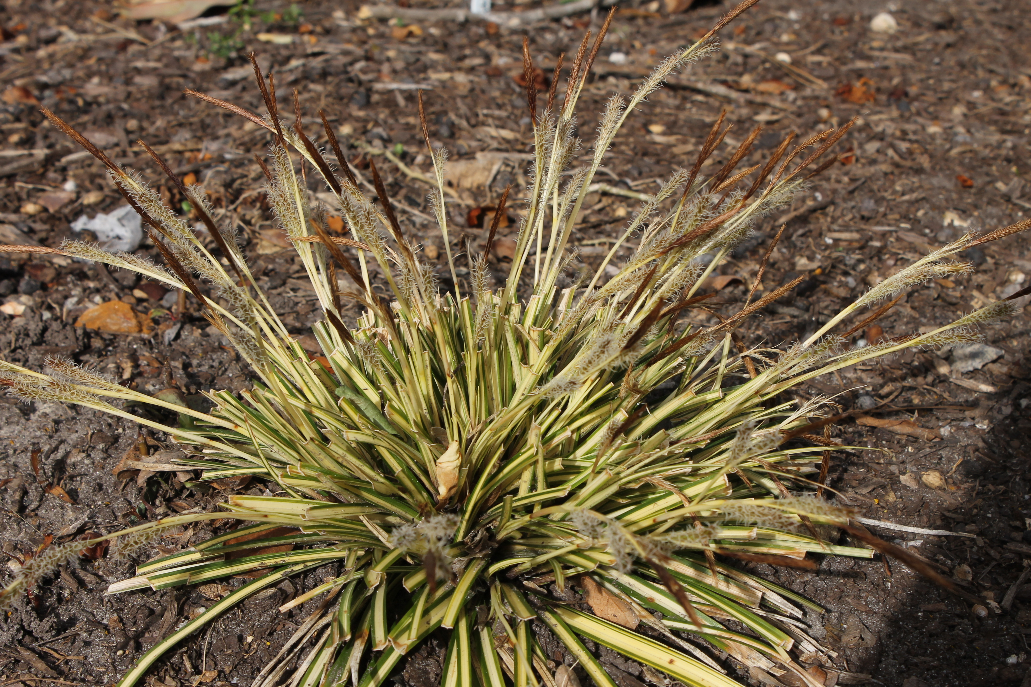 Carex oshimensis 'Everoro' PP 23,406 in flower