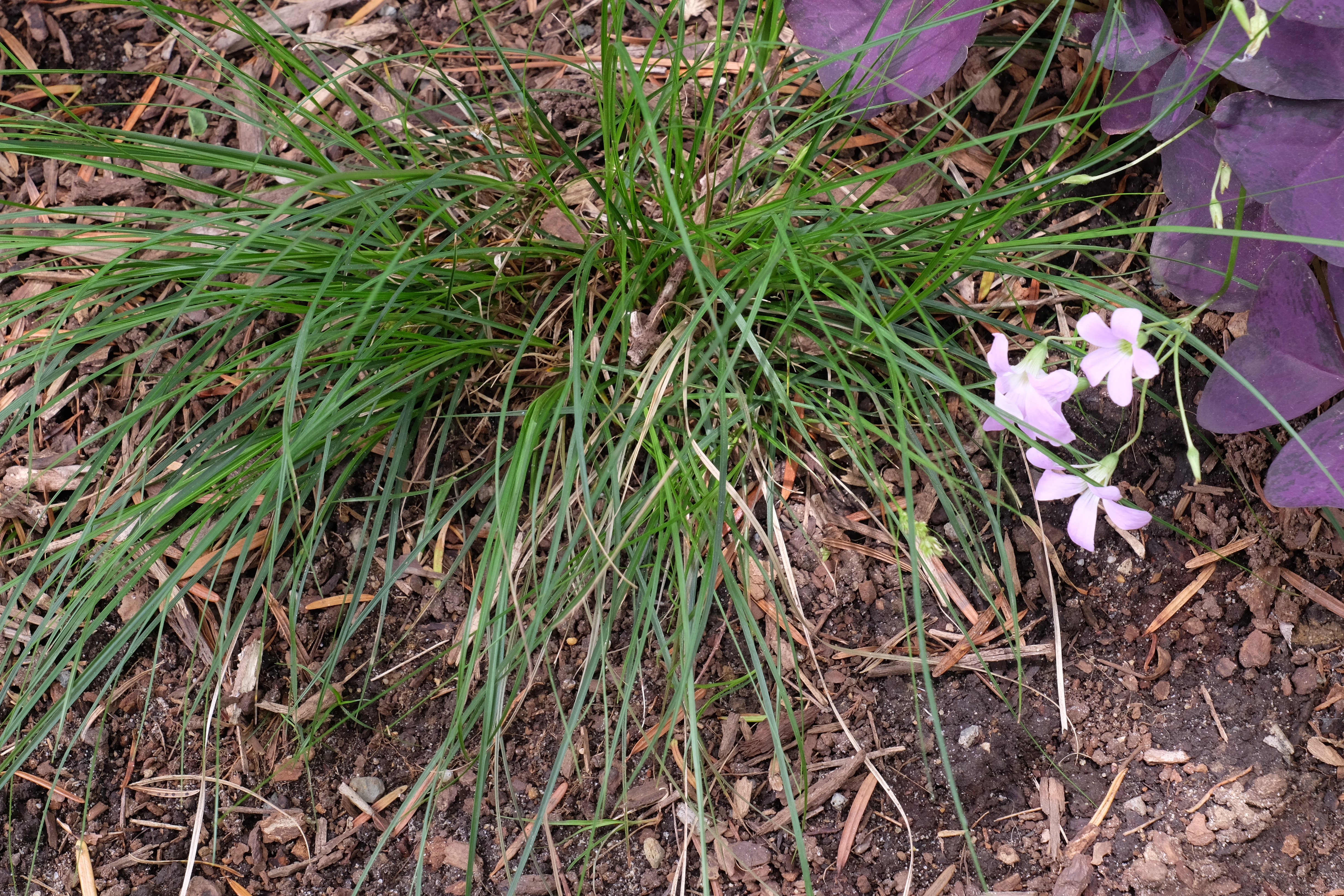 Carex reznecekii A1AR-075