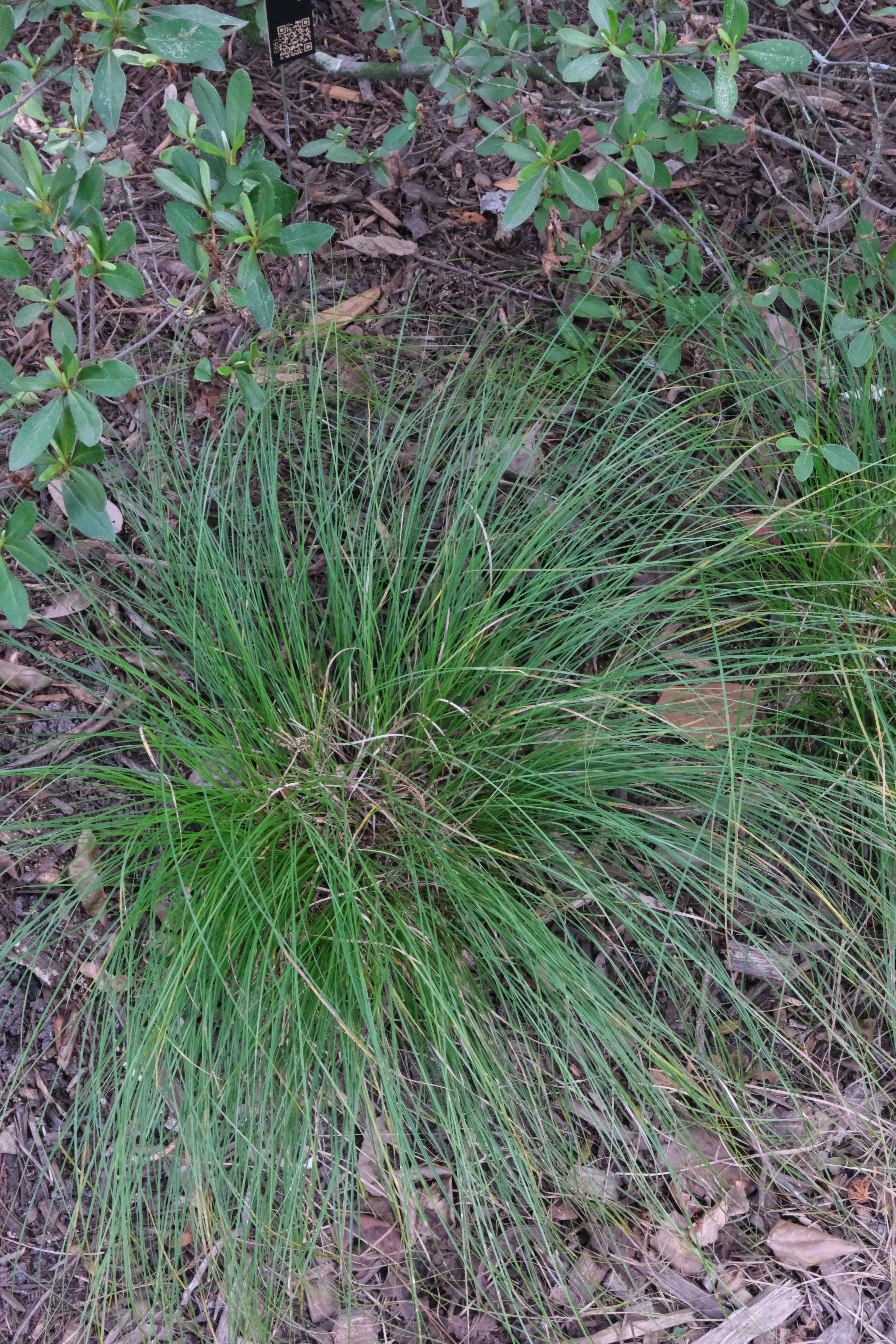 Carex reznecekii A30NC-018