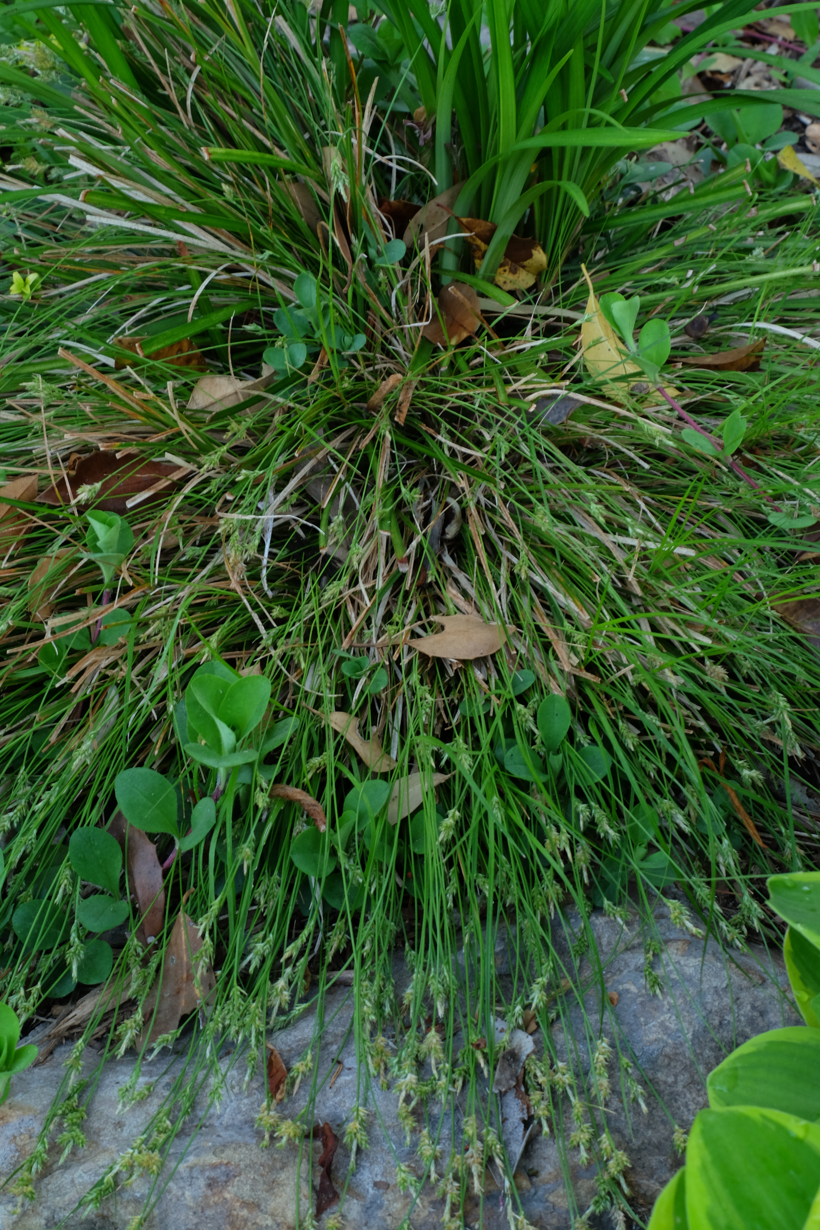 Carex albicans LT-15-01 - no location data @JLBG