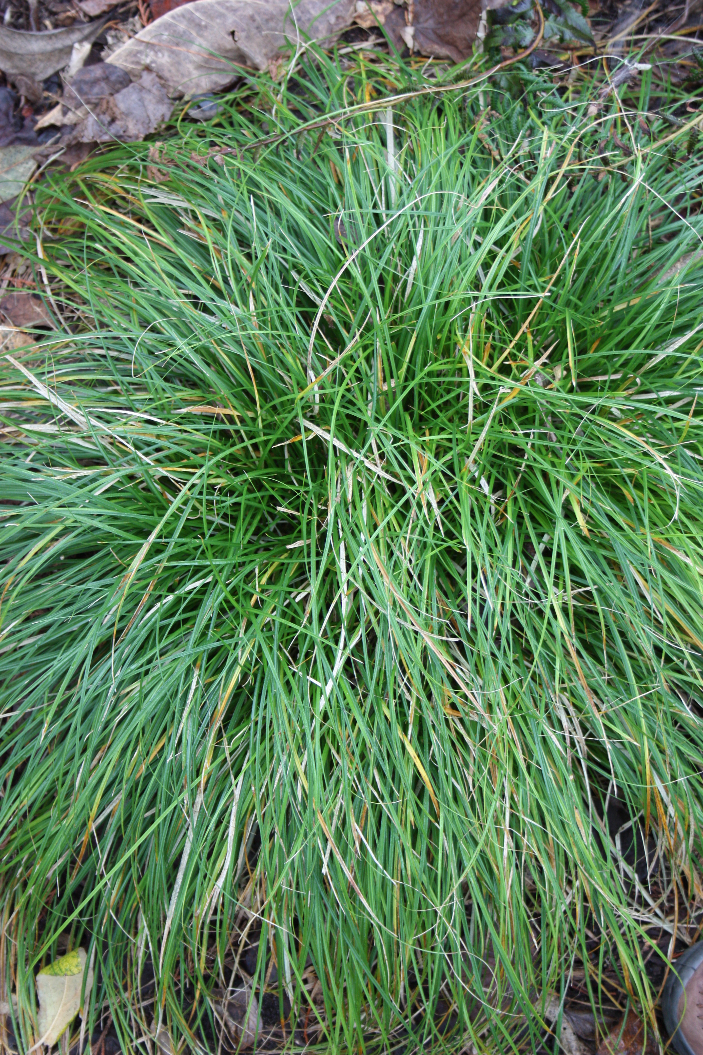 Carex divulsa clump @JLBG