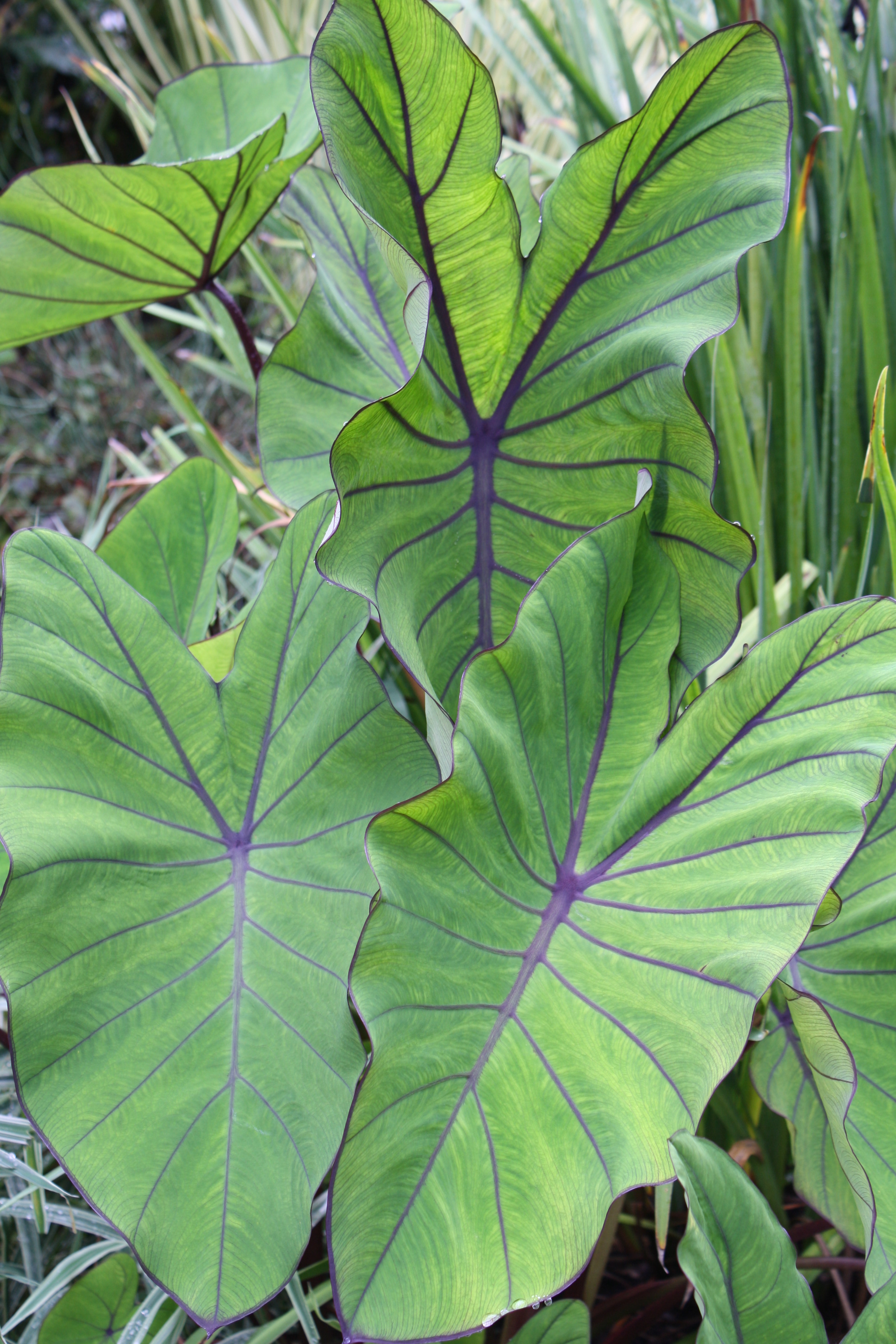 Colocasia esculenta 'Blue Hawaii' PP 20,003 @ JLBG - a 2008 John Cho introduction