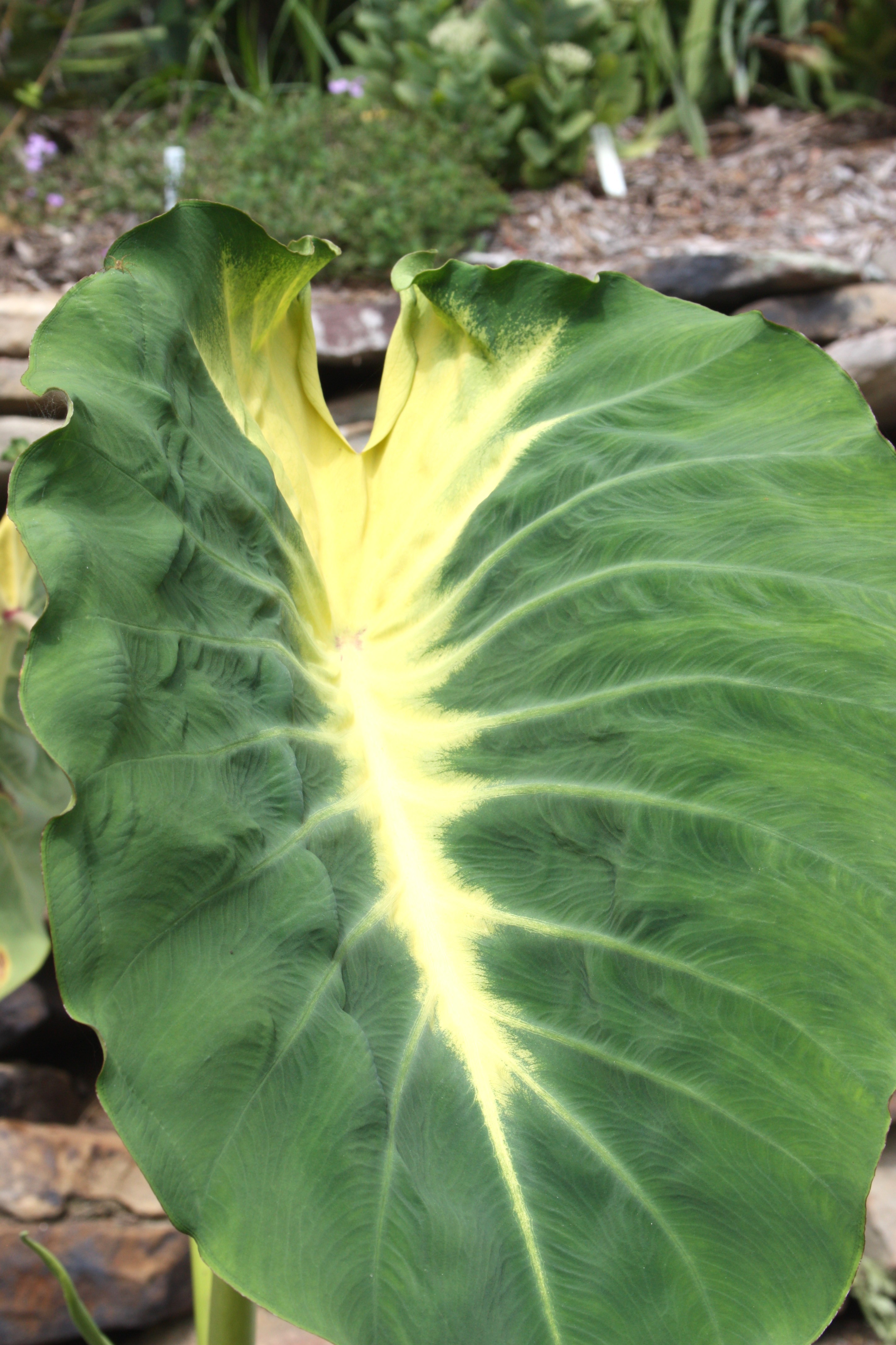 Colocasia esculenta 'Nancy's Revenge' @ JLBG - discovered in the Caribbean and imported by Jerry Kranz, who later named the plant for his business partner, Nancy McDaniels of Florida.
