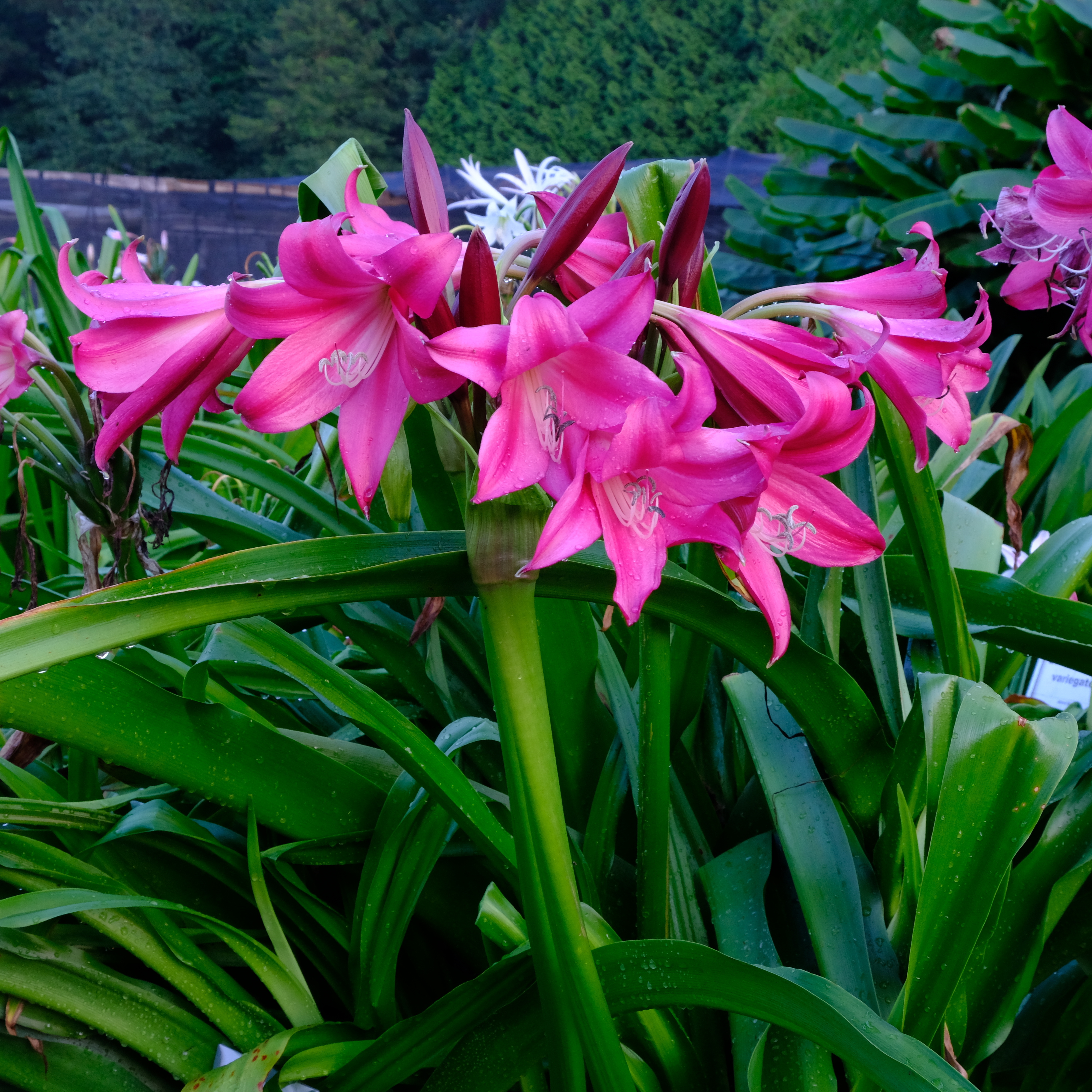 Crinum 'Antares' @ JLBG - an Alani Davis hybrid cross of Crinum 'Ellen Bosanquet' x 'J.C. Harvey'