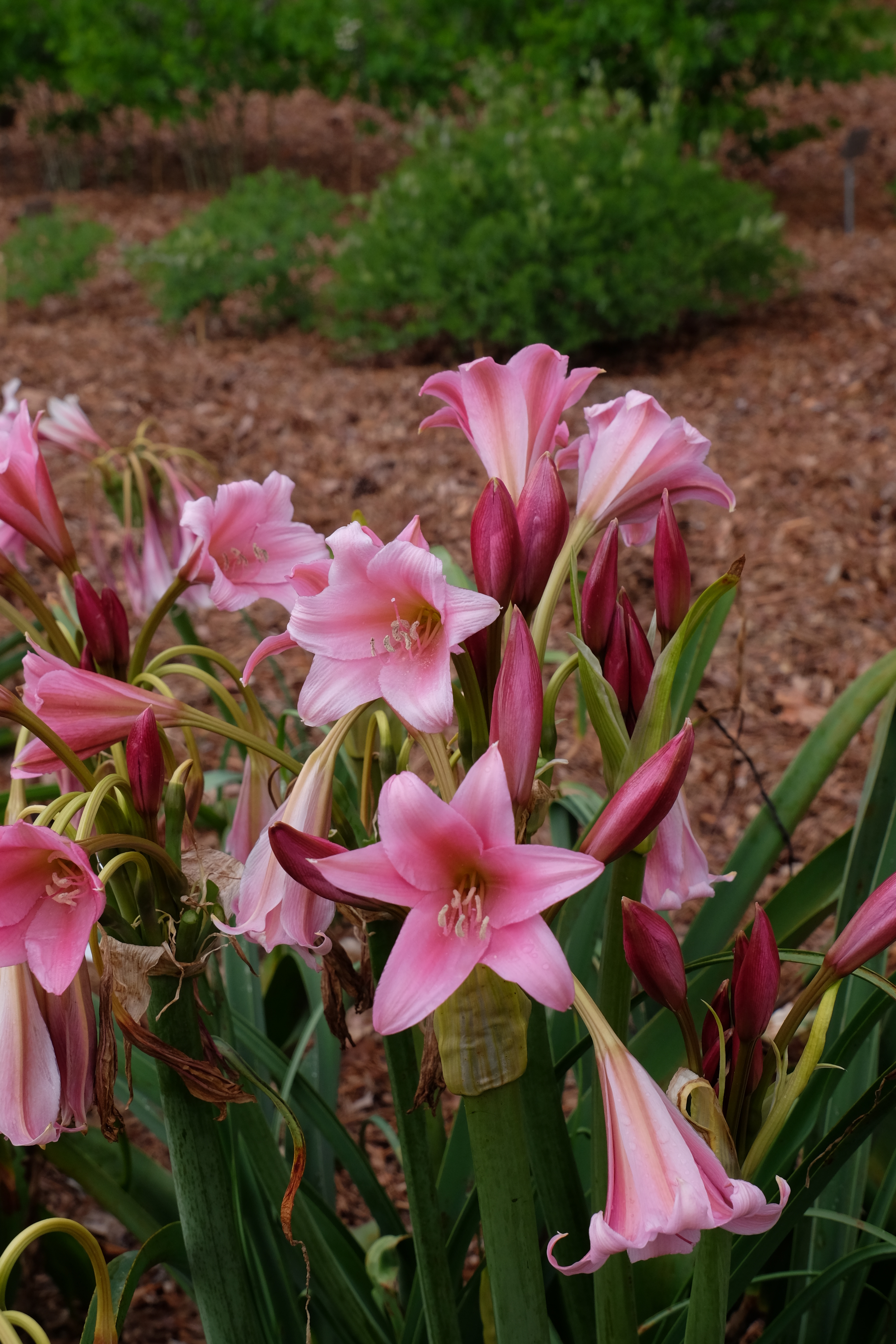 Crinum 'Ashes of Roses'